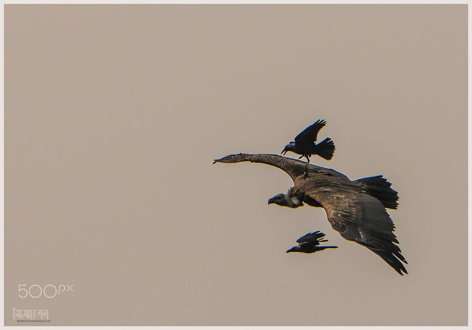 Canon EF-S 18-135mm F3.5-5.6 IS STM sample photo. Crow vs vulture photography