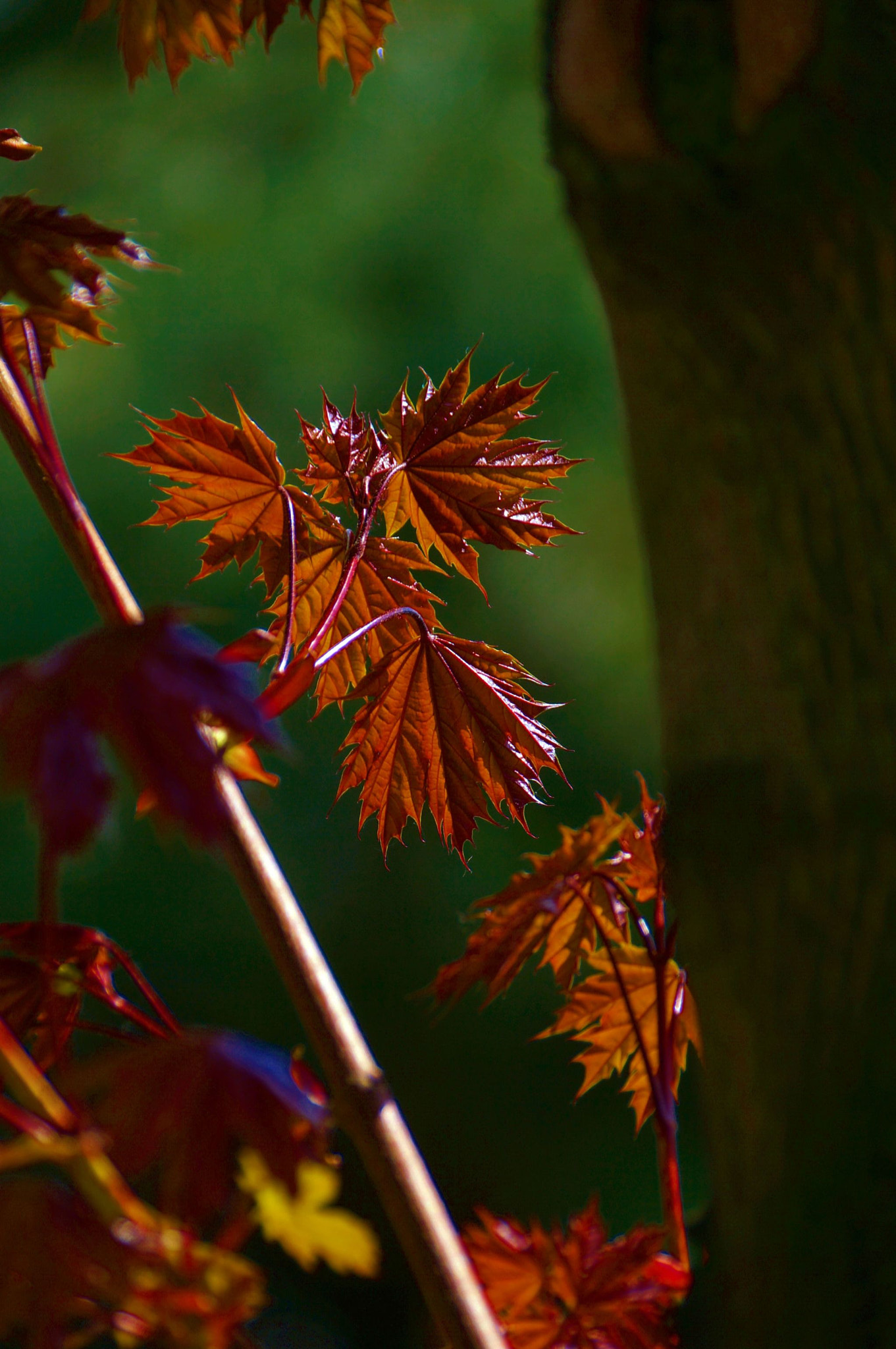 Sony SLT-A37 sample photo. Fresh maple leaves photography
