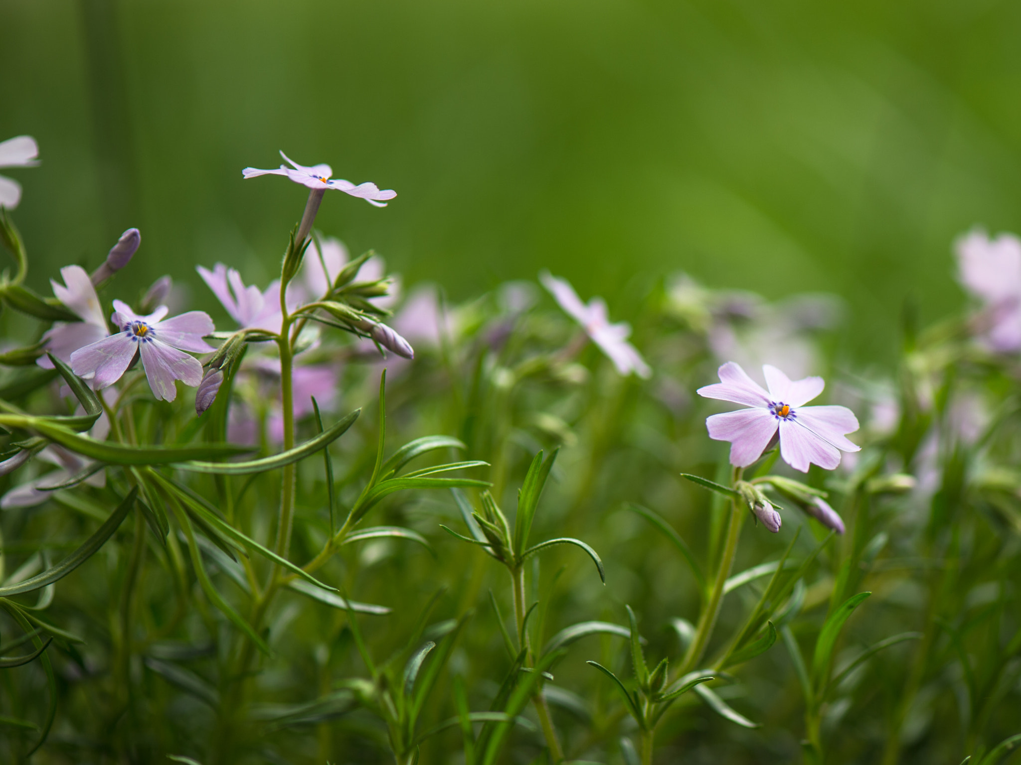 Nikon Df sample photo. Spring photography