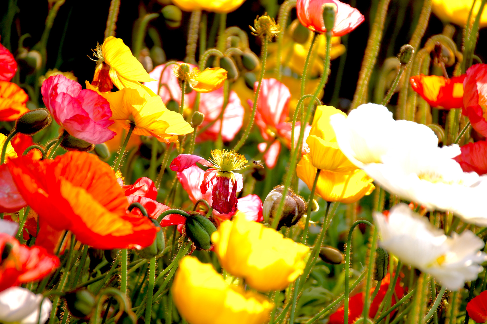 Canon 18-250mm sample photo. Spring daytime photography