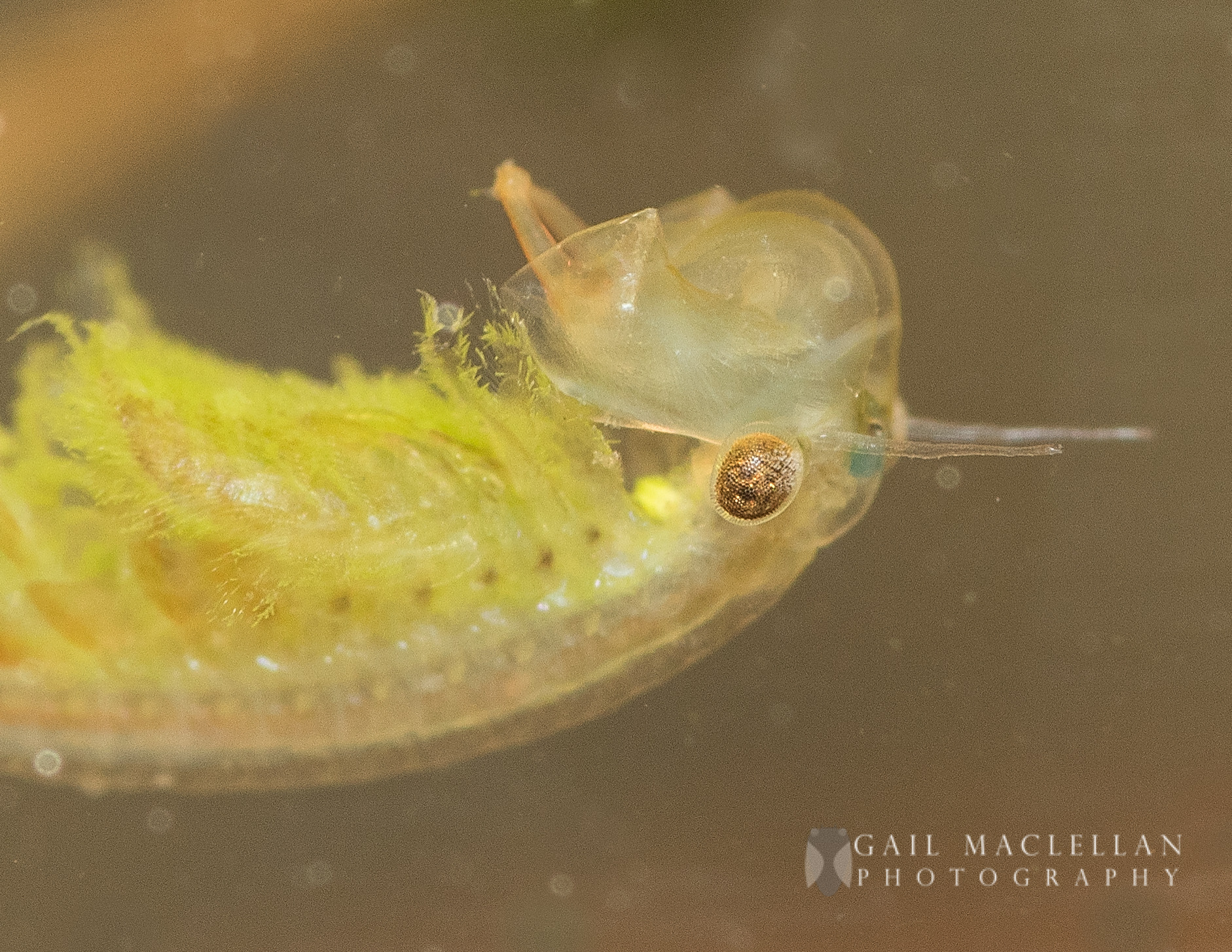 Sigma 105mm F2.8 EX DG Macro sample photo. Fairy shrimp photography