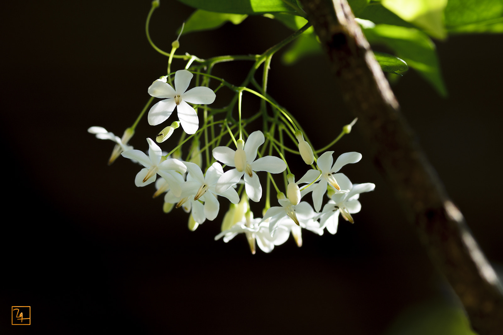 Nikon D7000 + AF Micro-Nikkor 105mm f/2.8 sample photo. Water jasmine photography