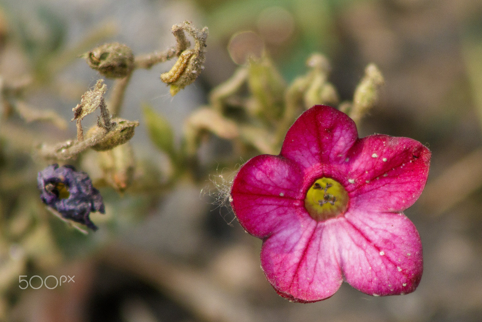 Canon EOS 760D (EOS Rebel T6s / EOS 8000D) + EF75-300mm f/4-5.6 sample photo. Flower photography