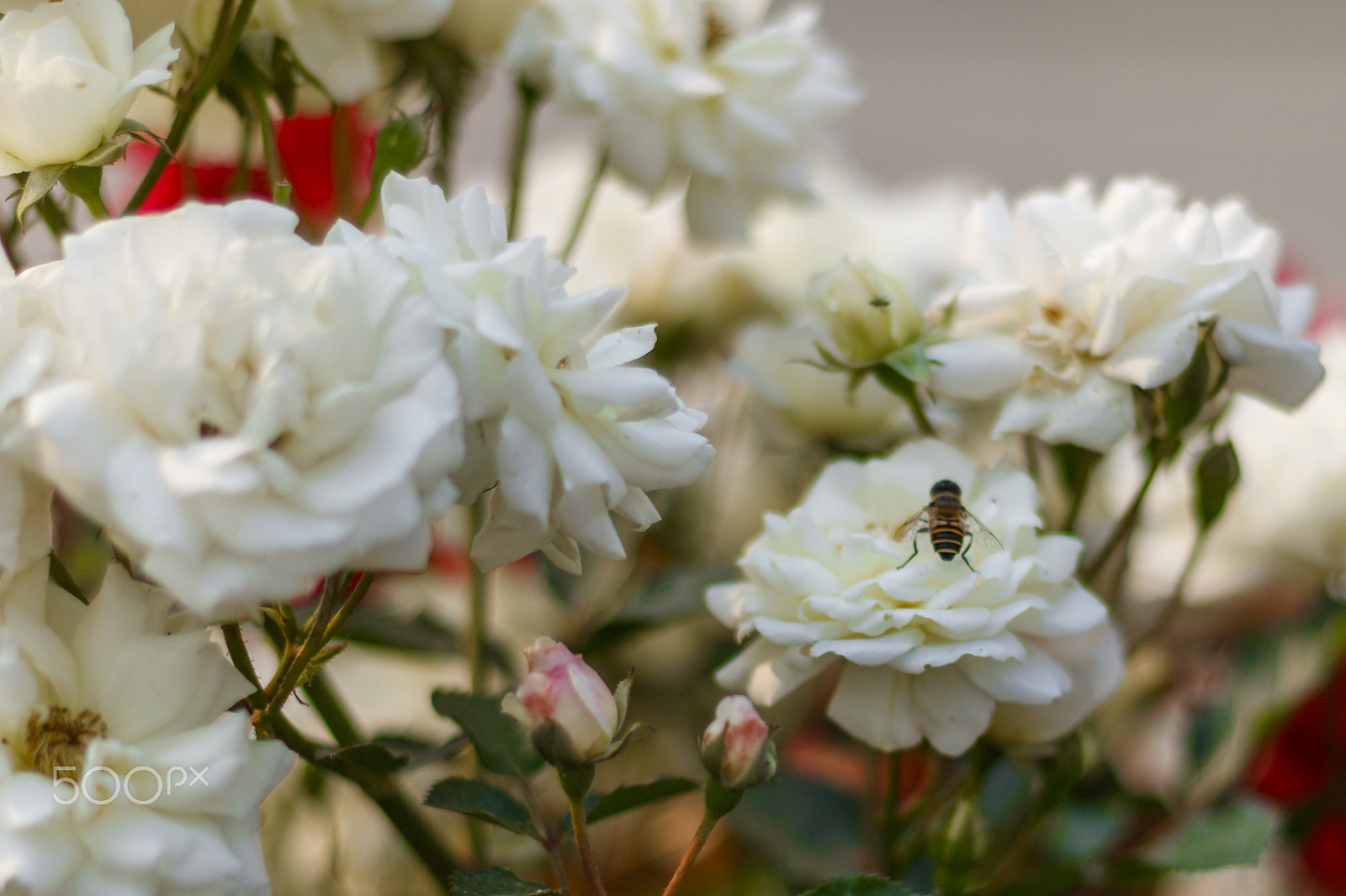 Canon EOS 760D (EOS Rebel T6s / EOS 8000D) + Canon EF 50mm F1.8 II sample photo. Bees and flowers! photography