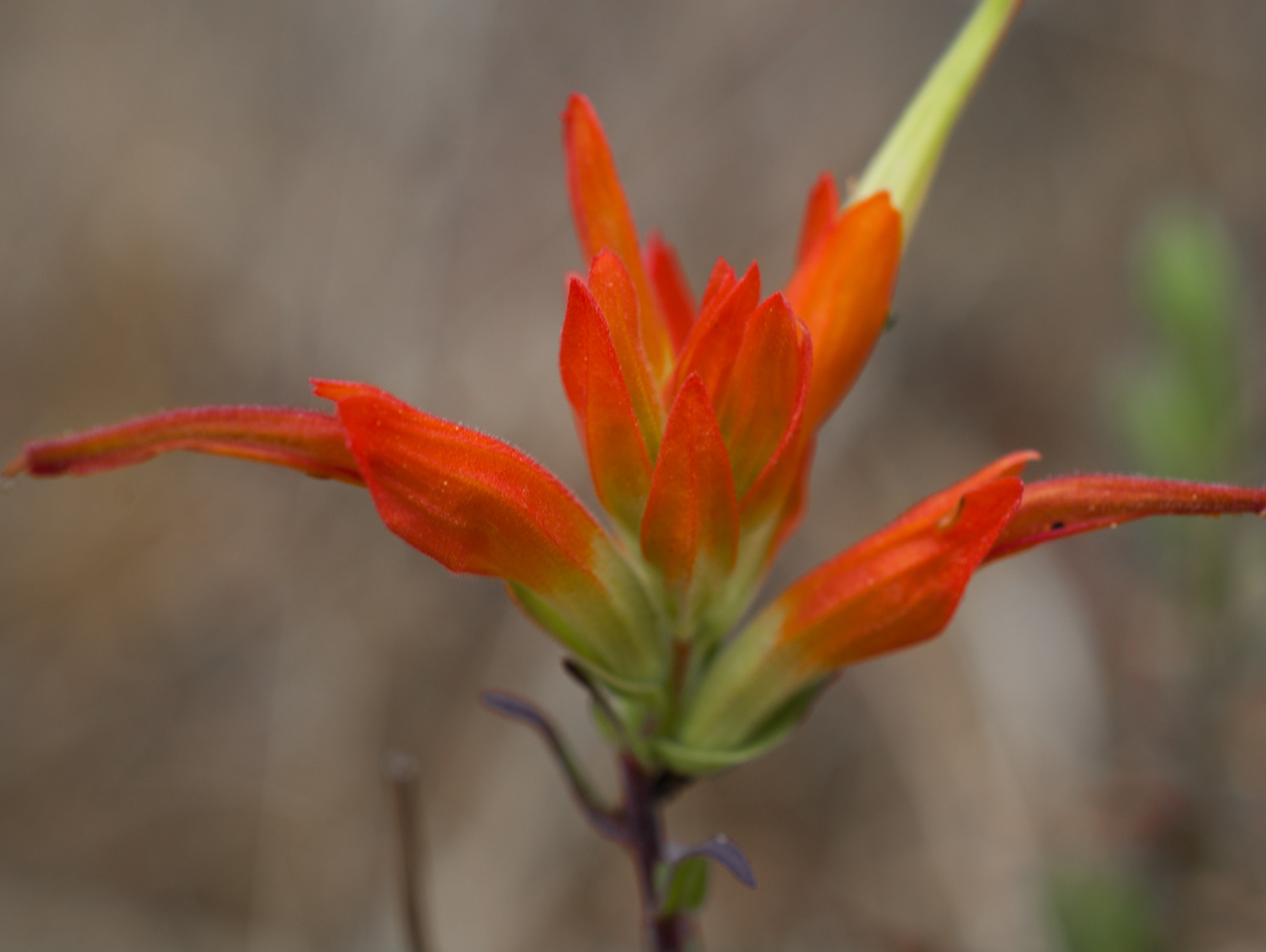 Nikon D50 sample photo. Naranja photography