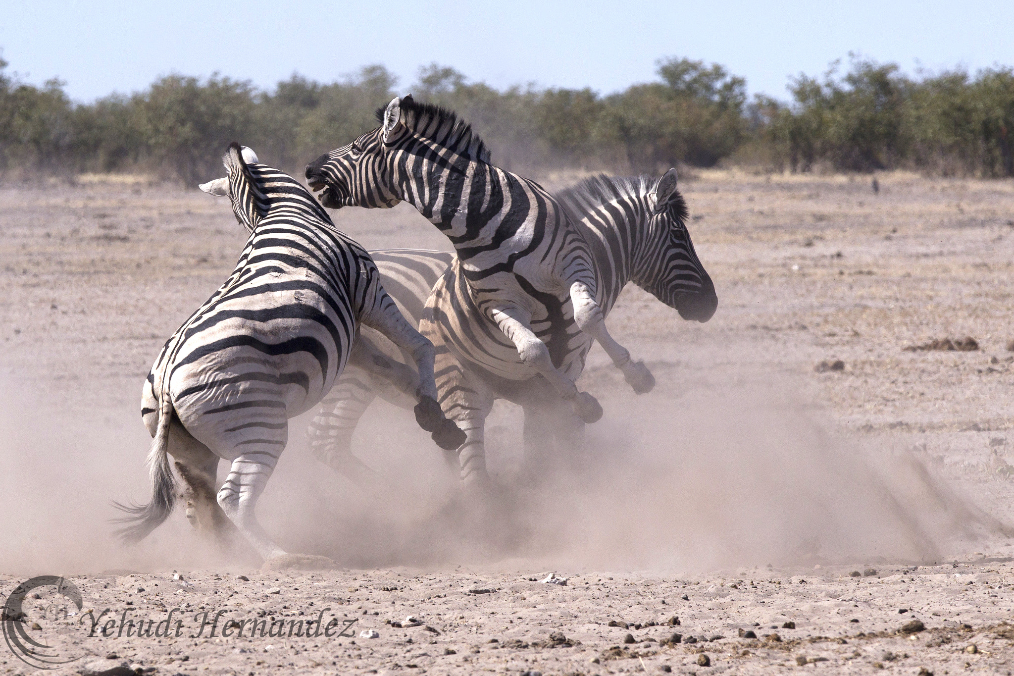 Canon EF 300mm F2.8L IS USM sample photo. Fight in the dust photography