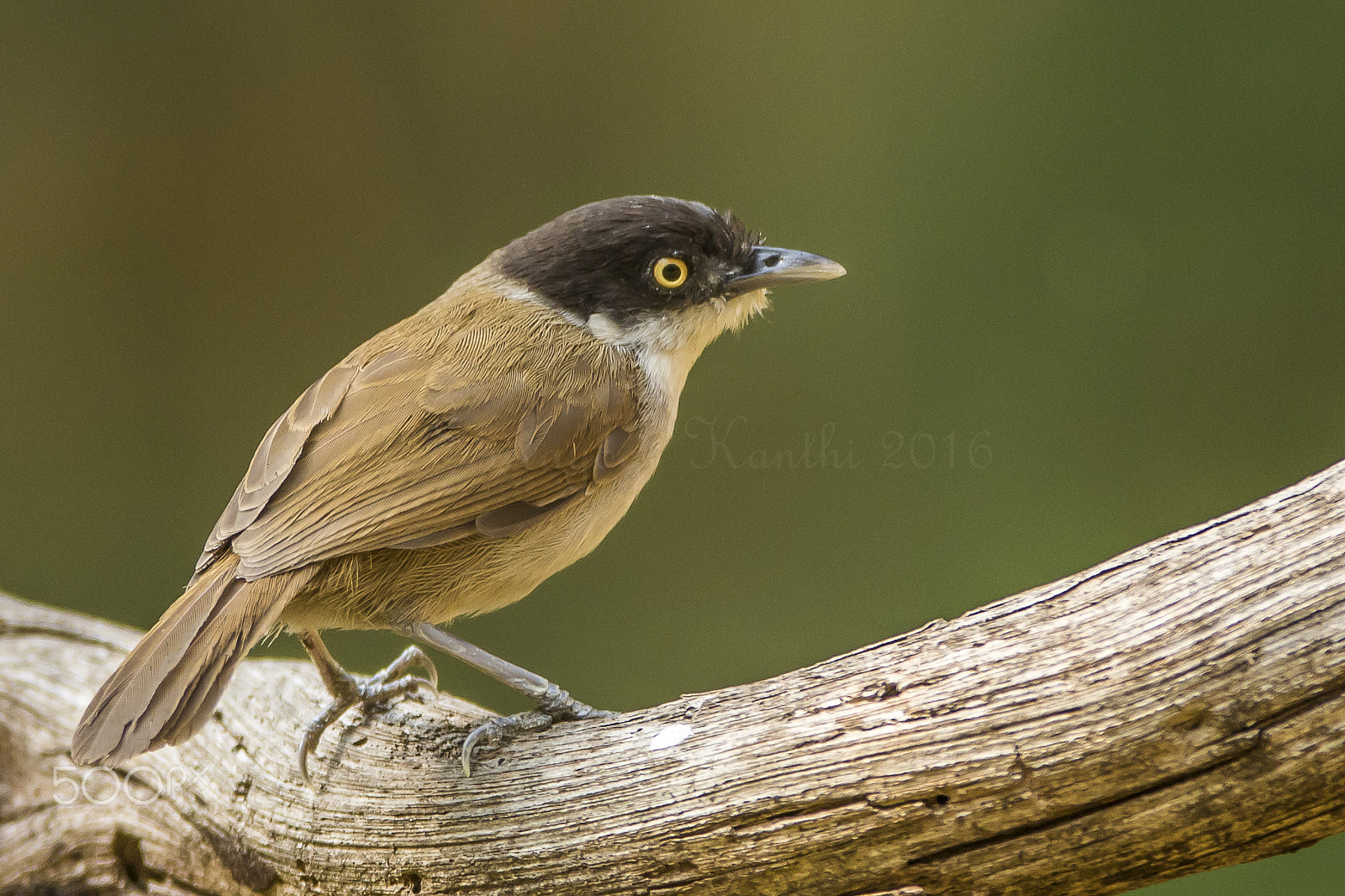 Canon EF 600mm f/4L IS sample photo. Dark fronted babbler photography