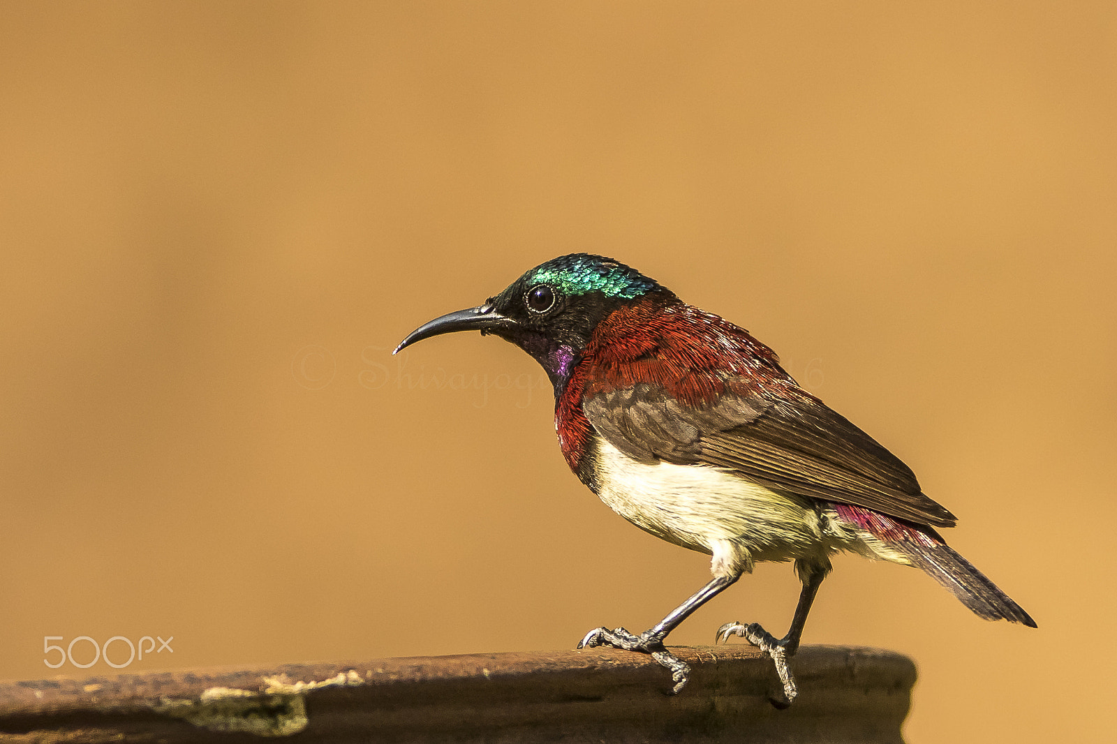 Canon EF 600mm f/4L IS sample photo. Crimson backed sunbird photography