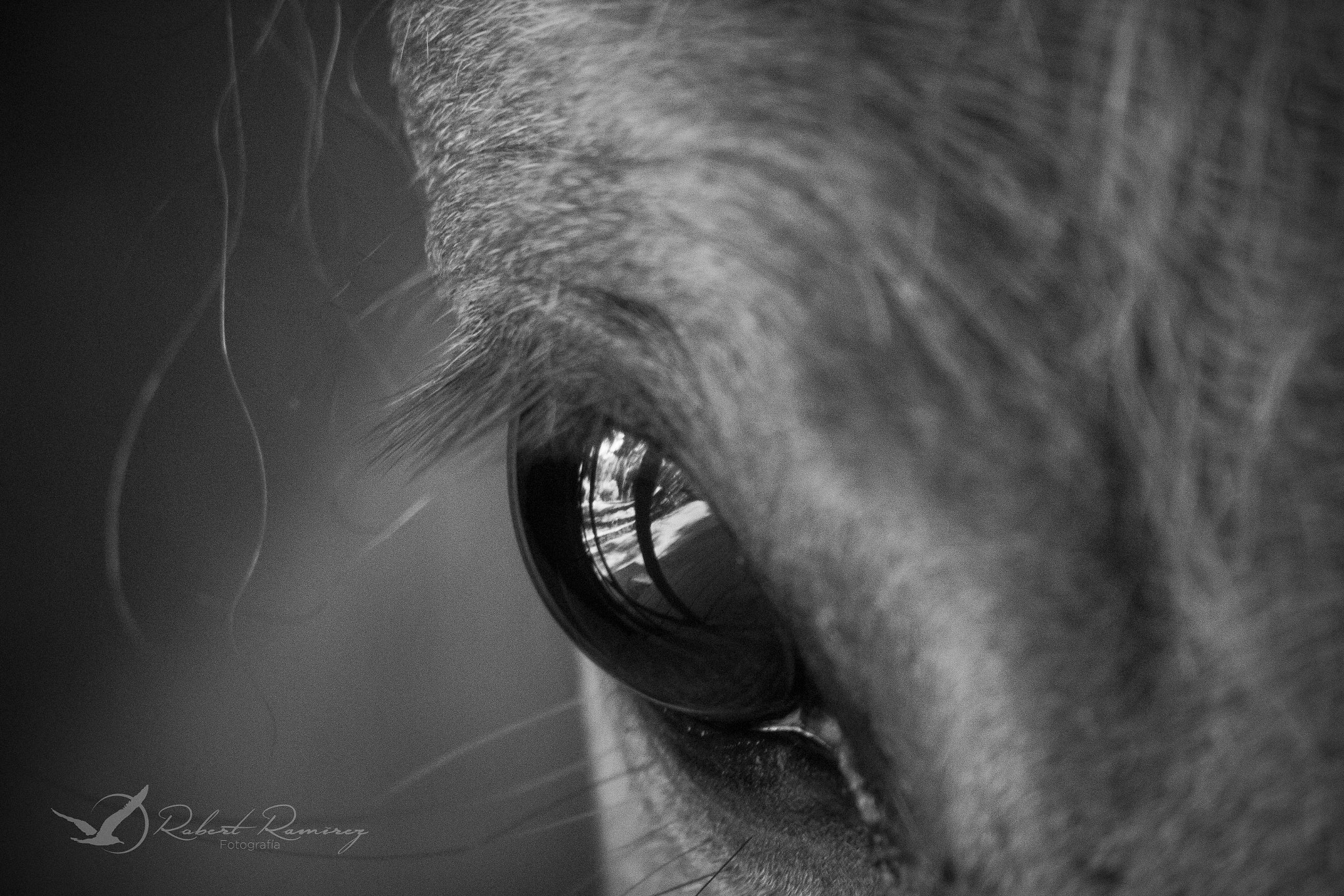Sigma 70-300mm F4-5.6 APO DG Macro sample photo. Reflejo photography