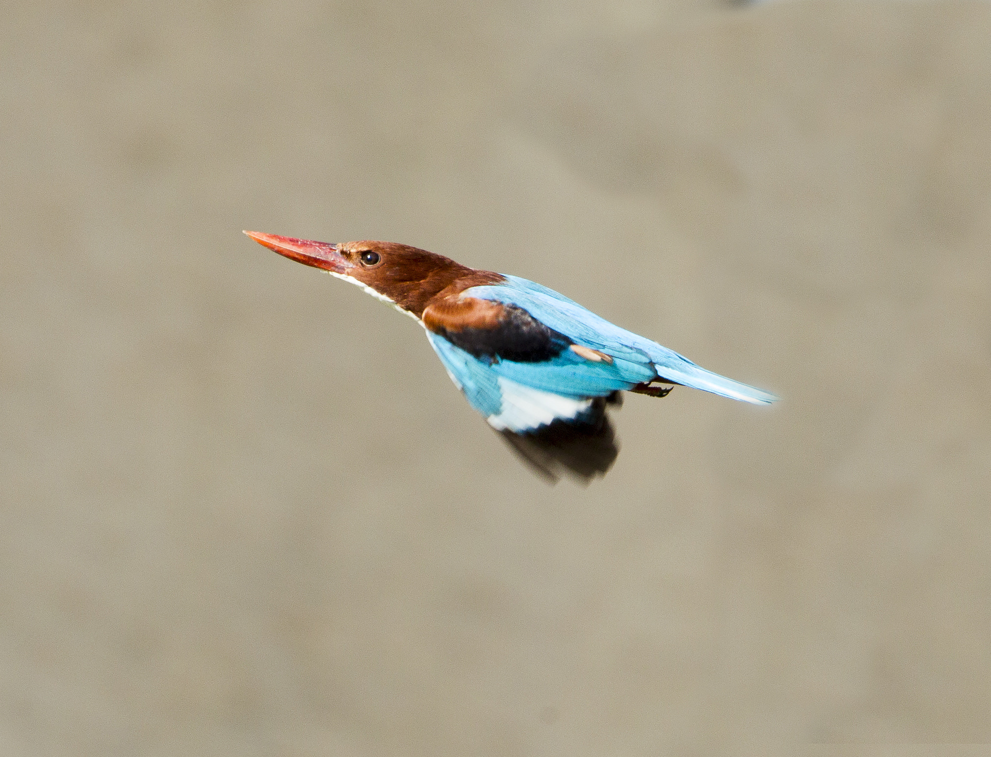 Sigma 150-600mm F5-6.3 DG OS HSM | C sample photo. 3_2321.jpg photography