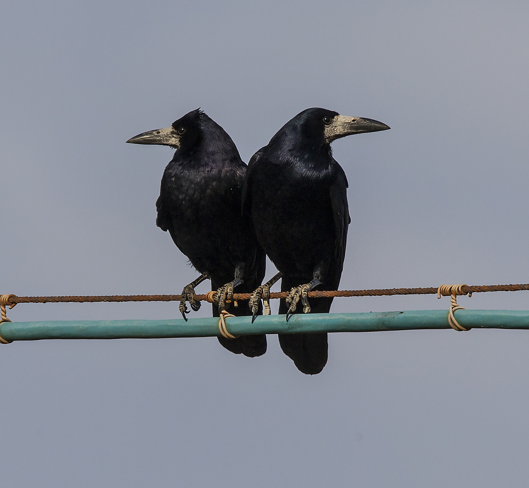 Sigma 150-600mm F5-6.3 DG OS HSM | C sample photo. 3_698.jpg photography