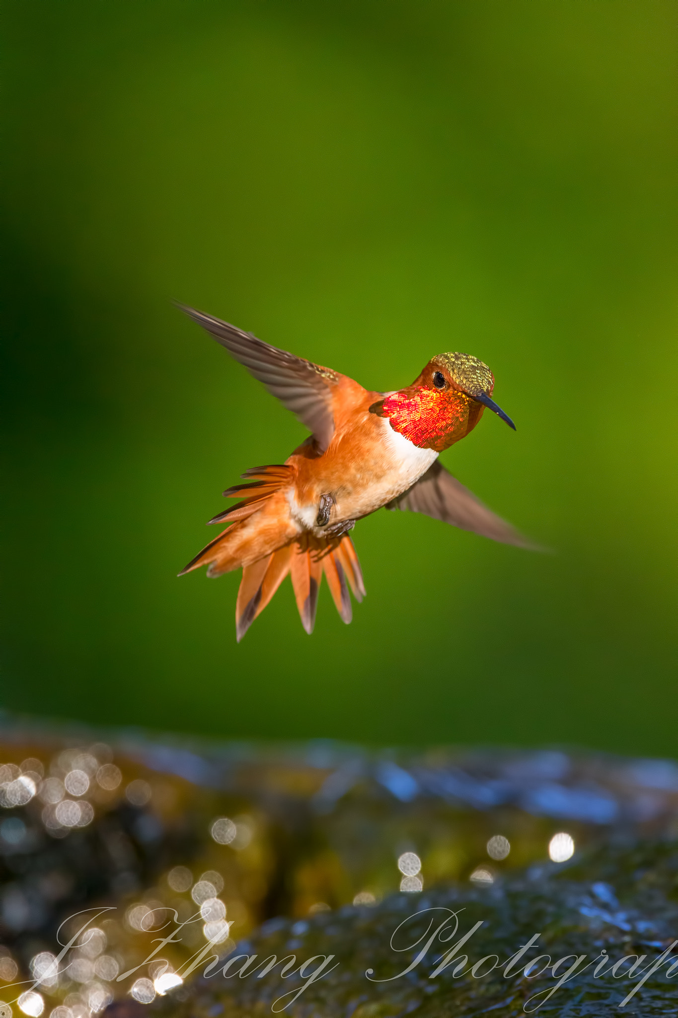 Sigma 150-600mm F5-6.3 DG OS HSM | C sample photo. Hummingbird photography