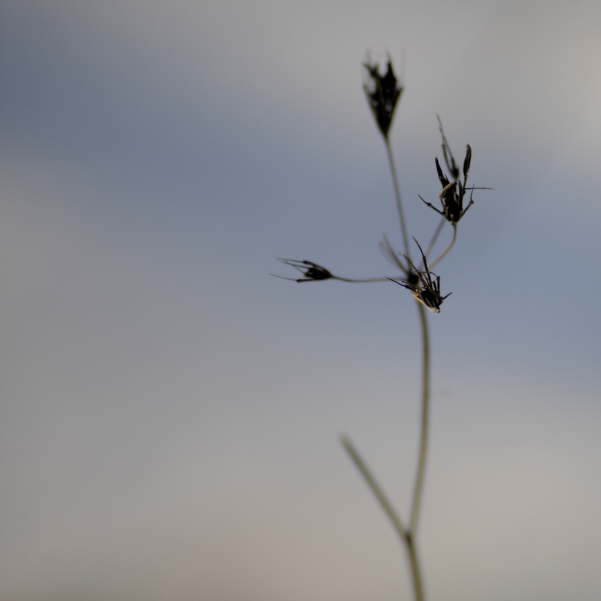 Sigma 70-300mm F4-5.6 APO Macro Super II sample photo. 3 photography