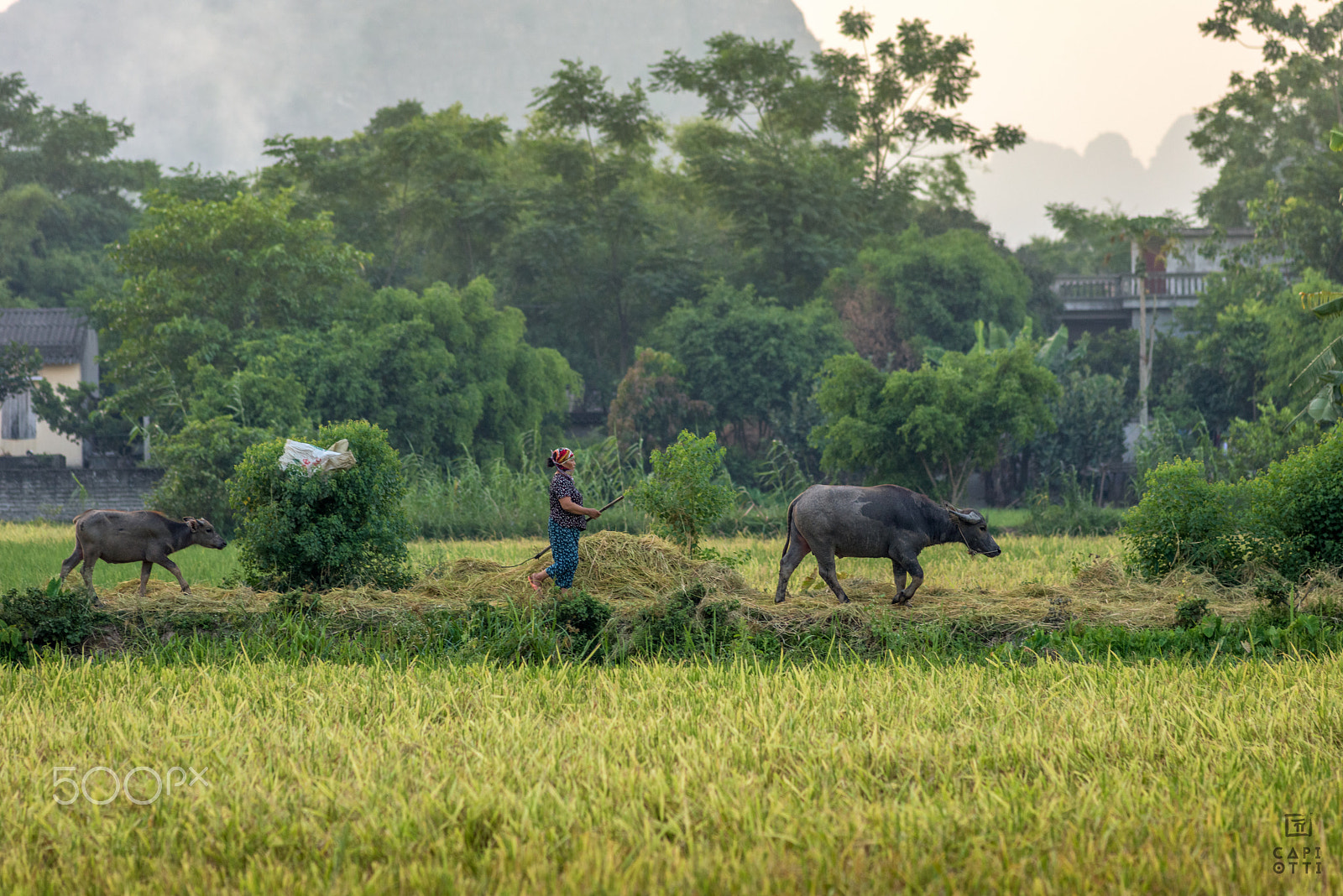 Nikon D810 + AF Nikkor 180mm f/2.8 IF-ED sample photo. Ninh binh photography