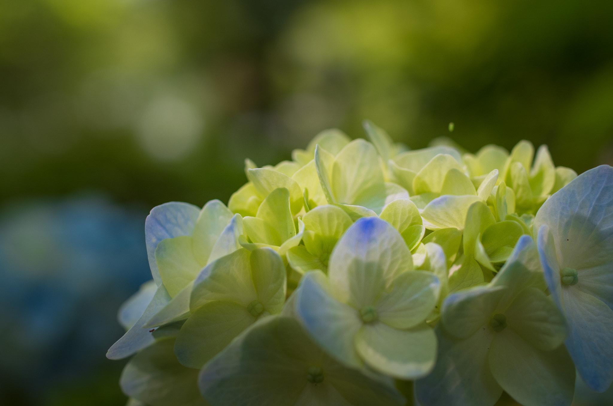 Pentax smc DA 35mm F2.8 Macro Limited sample photo. Hydrangea photography
