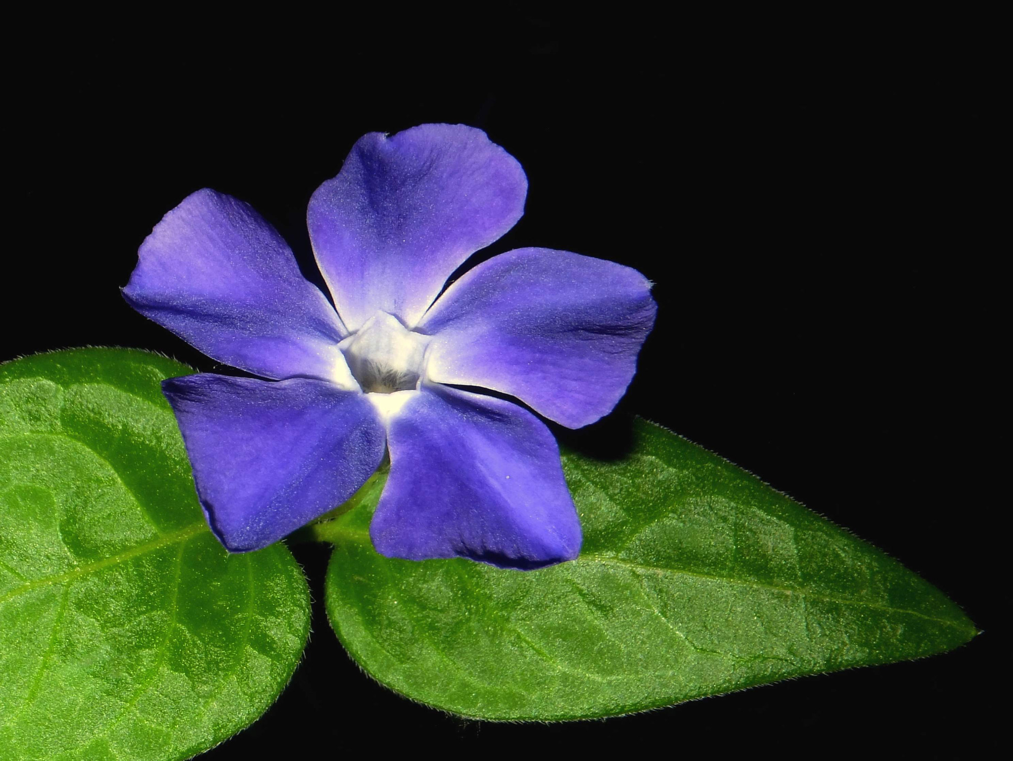 FujiFilm FinePix F500 EXR (FinePix F505 EXR) sample photo. Periwinkle major photography