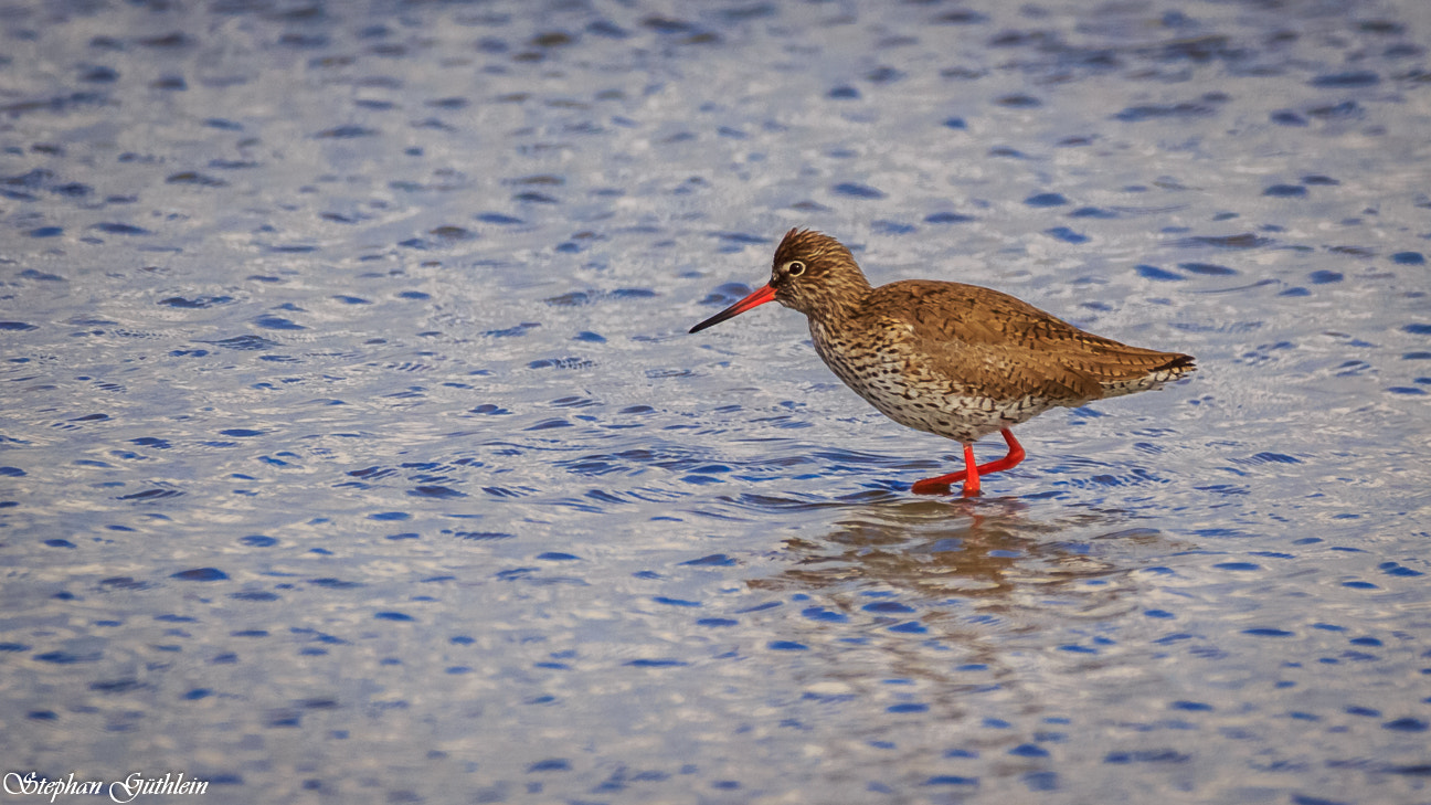 Sigma 150-600mm F5-6.3 DG OS HSM | C sample photo. On foraging photography