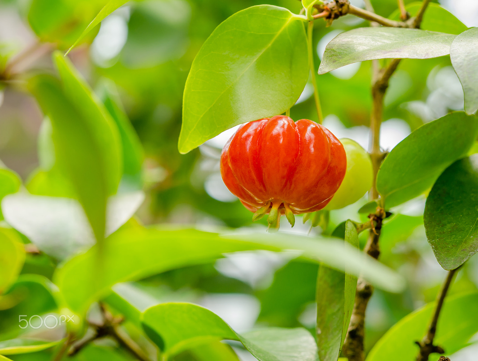 Nikon AF-S Micro-Nikkor 60mm F2.8G ED sample photo. Pitanga photography