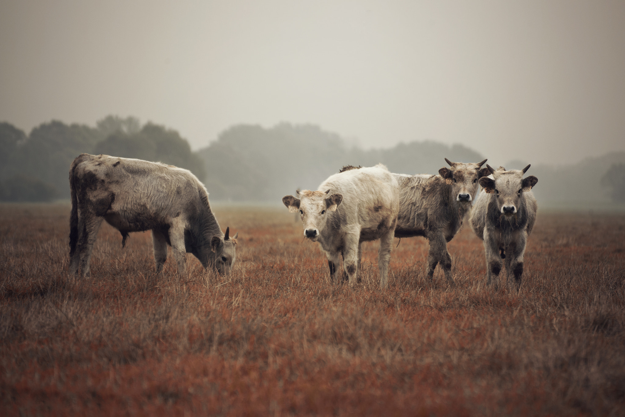 Tamron SP 35mm F1.8 Di VC USD sample photo. Grey calves photography