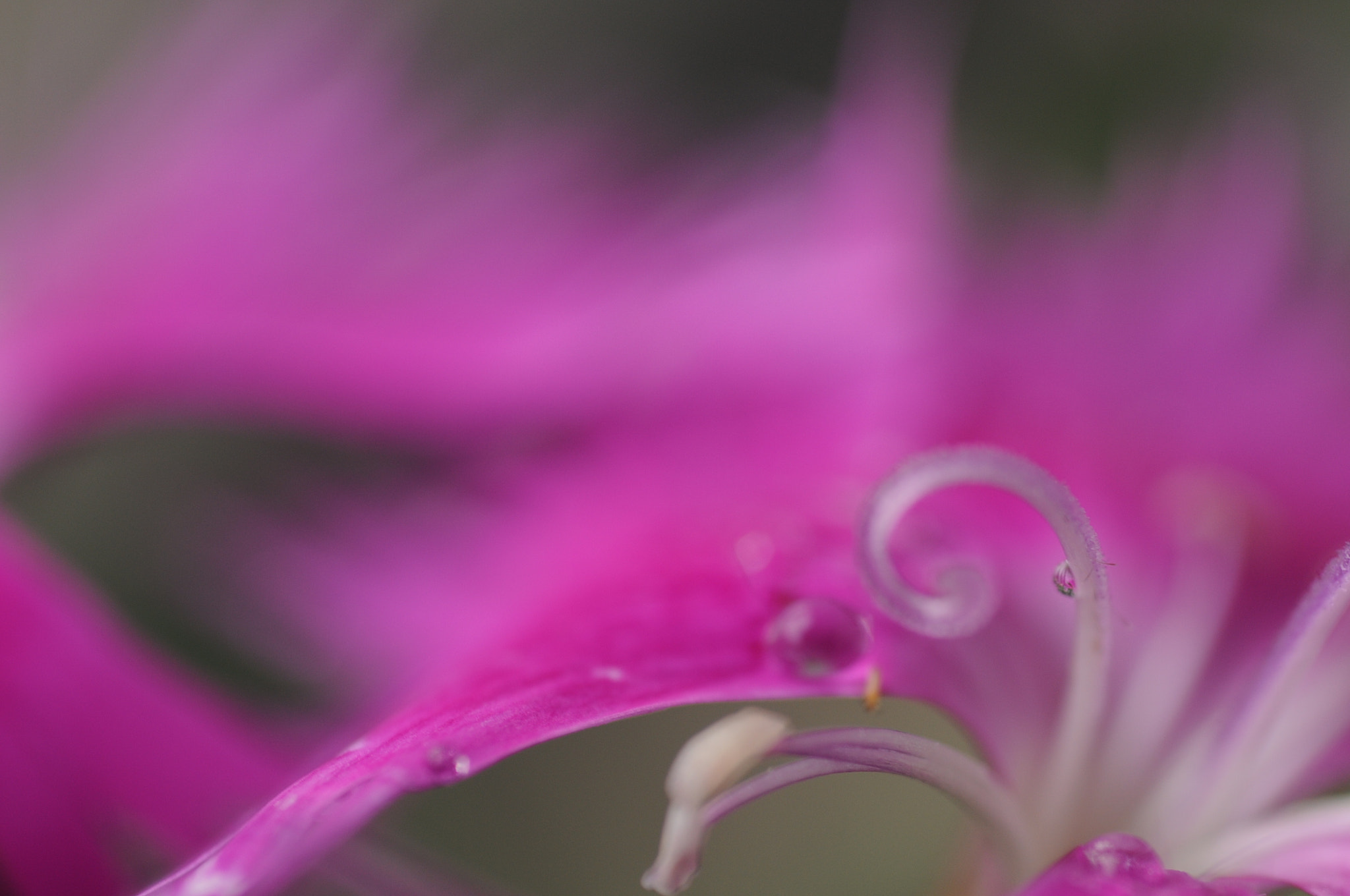 Nikon D300S + AF Micro-Nikkor 60mm f/2.8 sample photo. Bokeh world   water_drops   photography