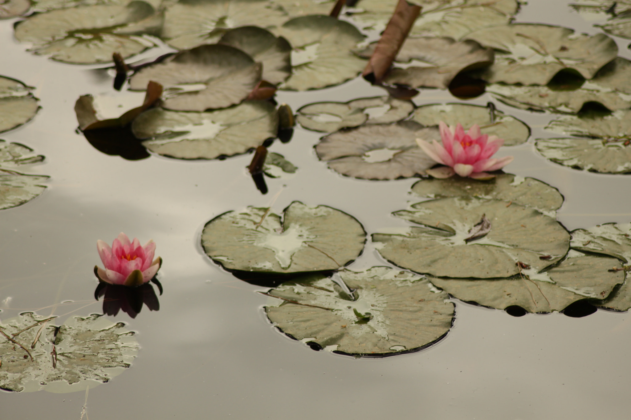 Canon EOS 500D (EOS Rebel T1i / EOS Kiss X3) sample photo. Unfinished circles photography