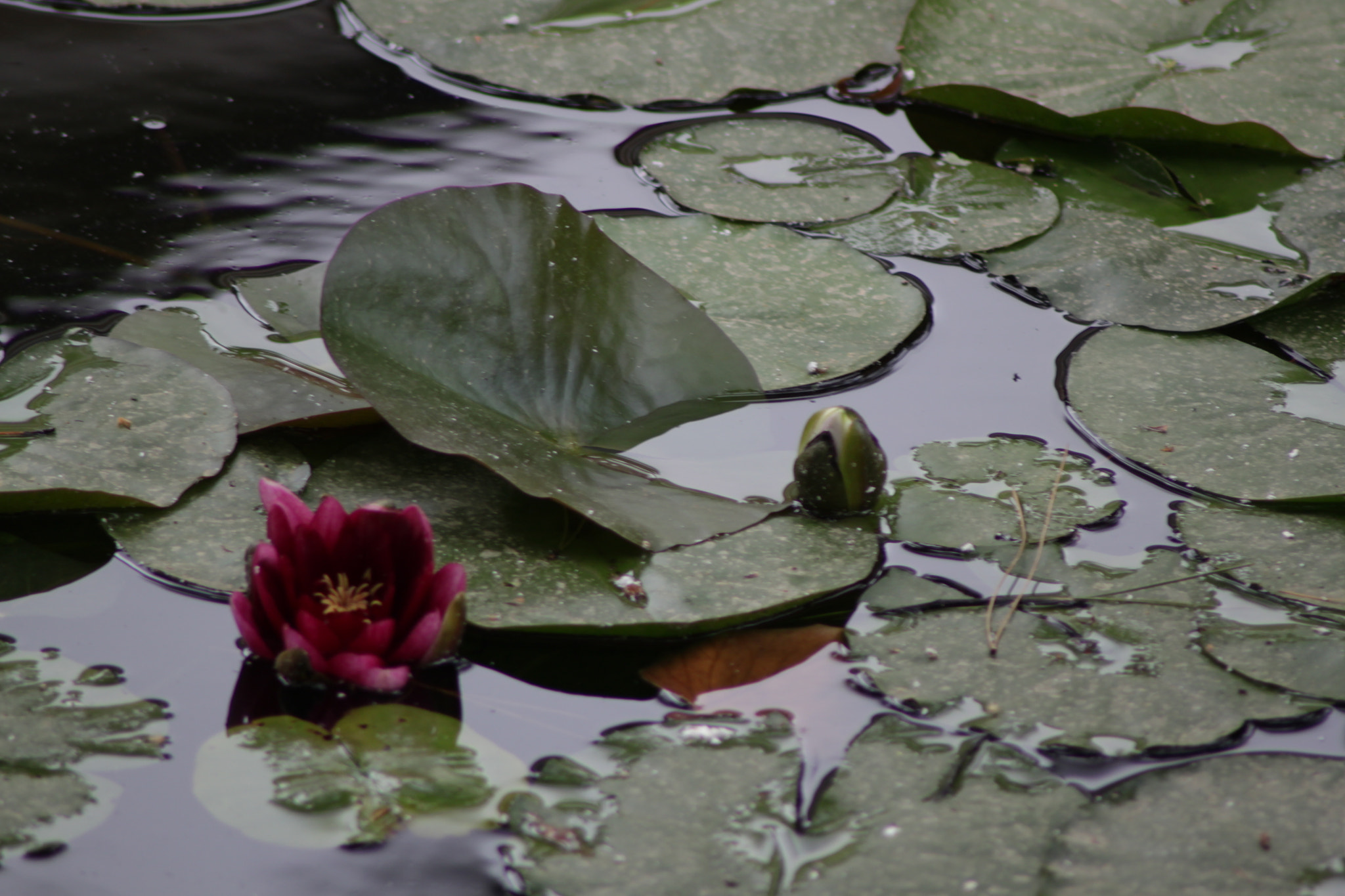 Canon EOS 500D (EOS Rebel T1i / EOS Kiss X3) sample photo. Underwater photography