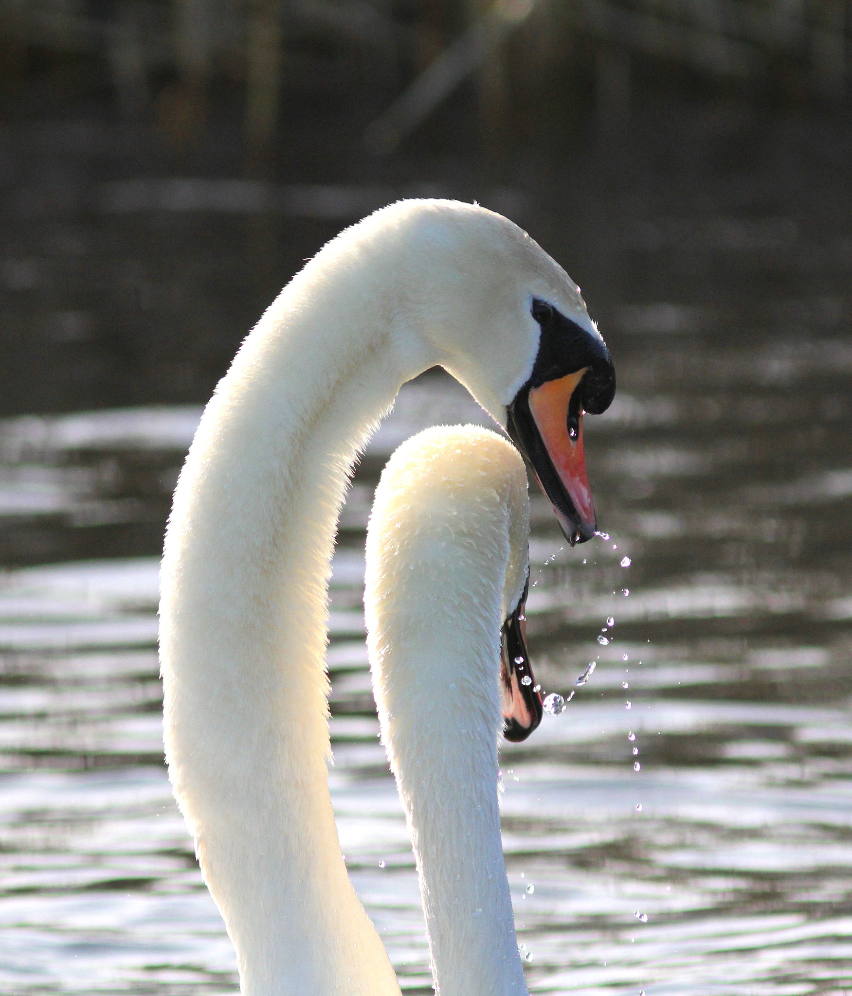 Canon EF 300mm F4L IS USM sample photo. Mute swans photography