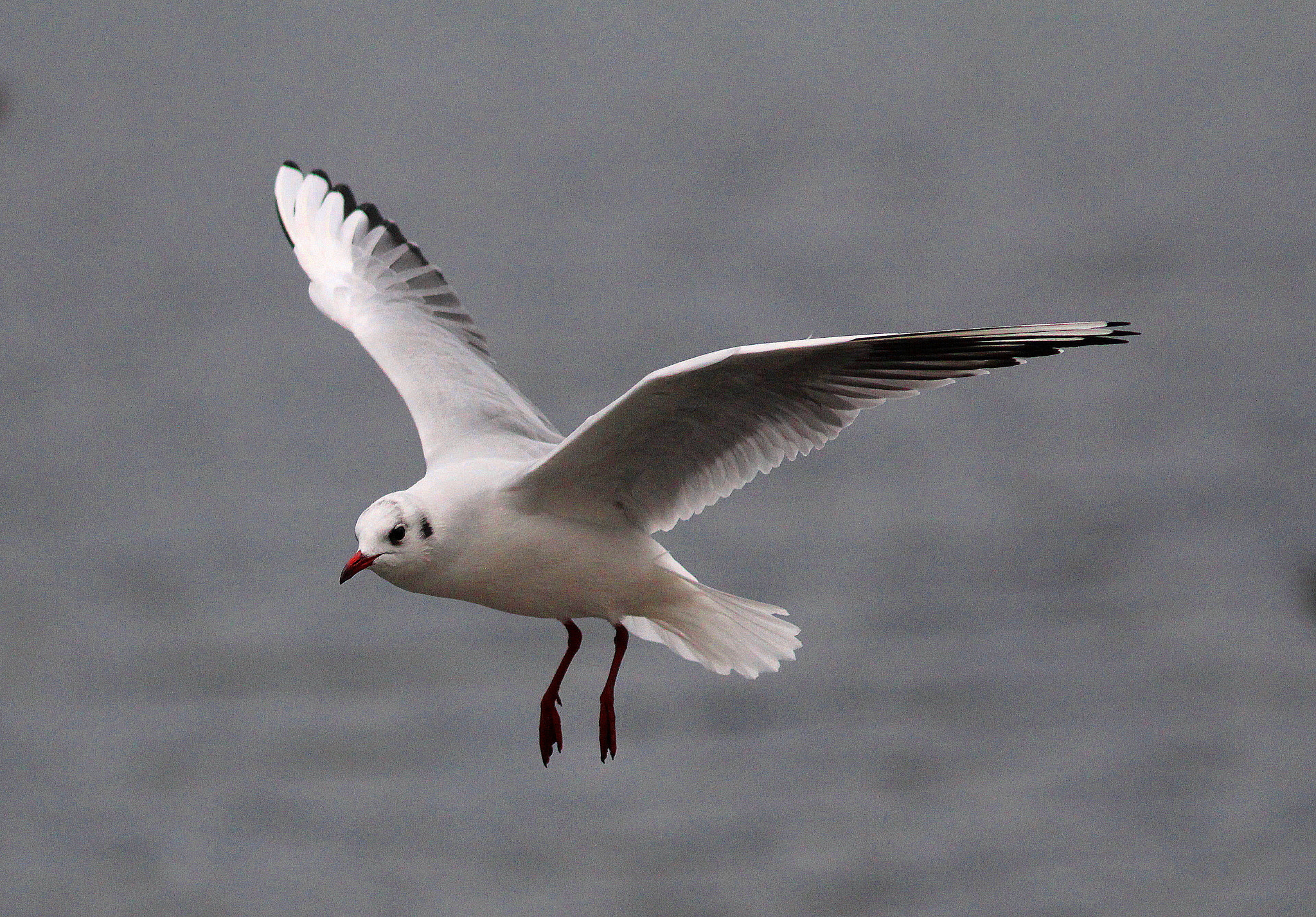 Canon EF 300mm F4L IS USM sample photo. Black headed gull photography