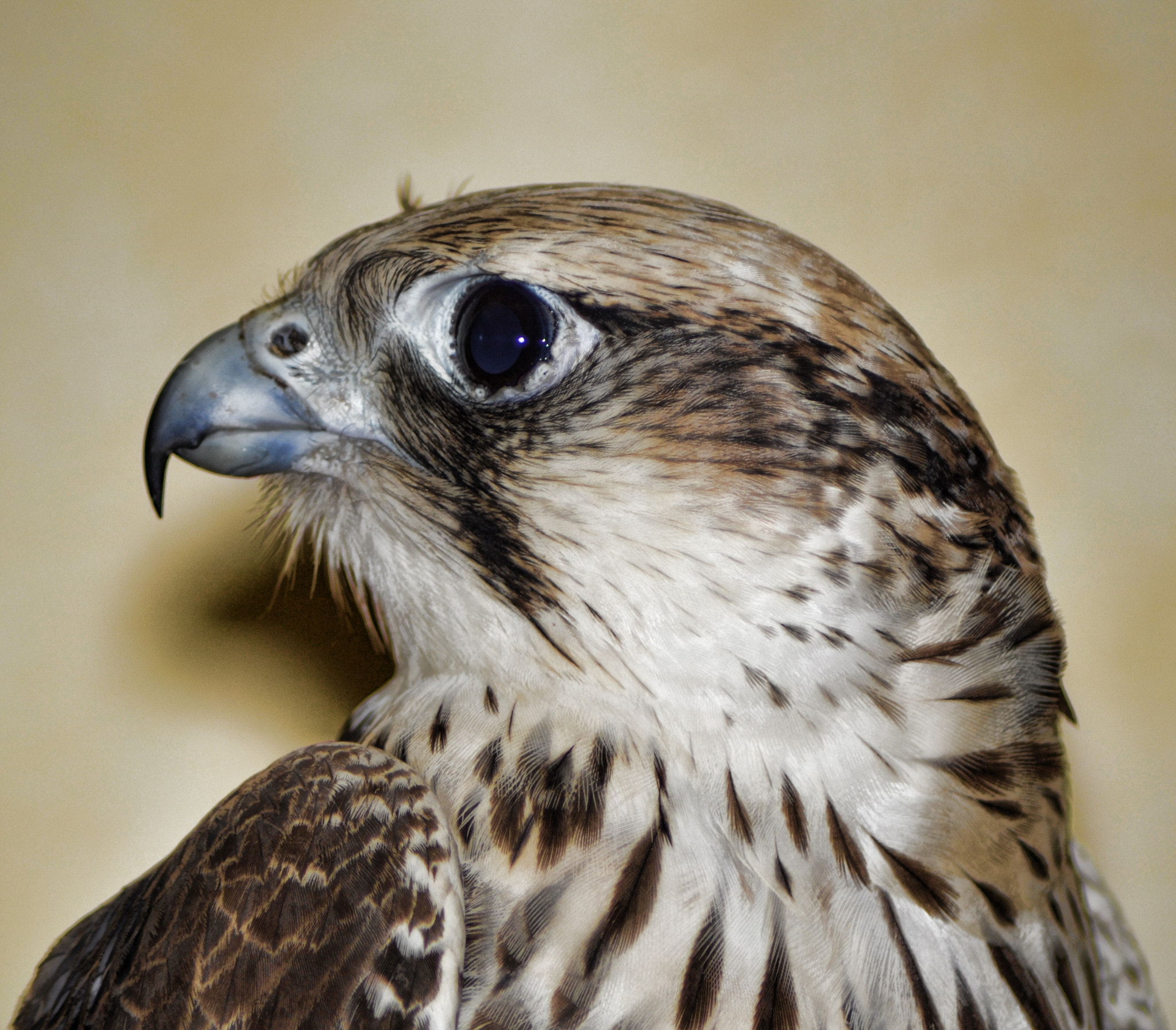 Nikon AF Nikkor 70-300mm F4-5.6G sample photo. My falcon photography