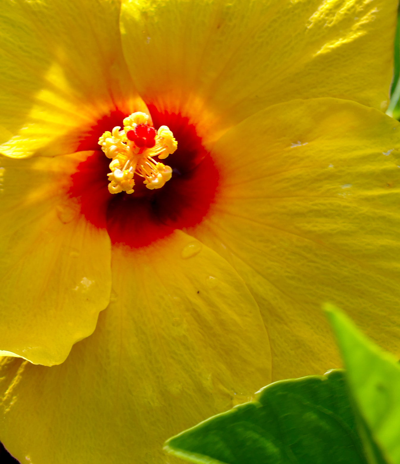 ZEISS Otus 85mm F1.4 sample photo. Close-up of a yellow hibiscus photography
