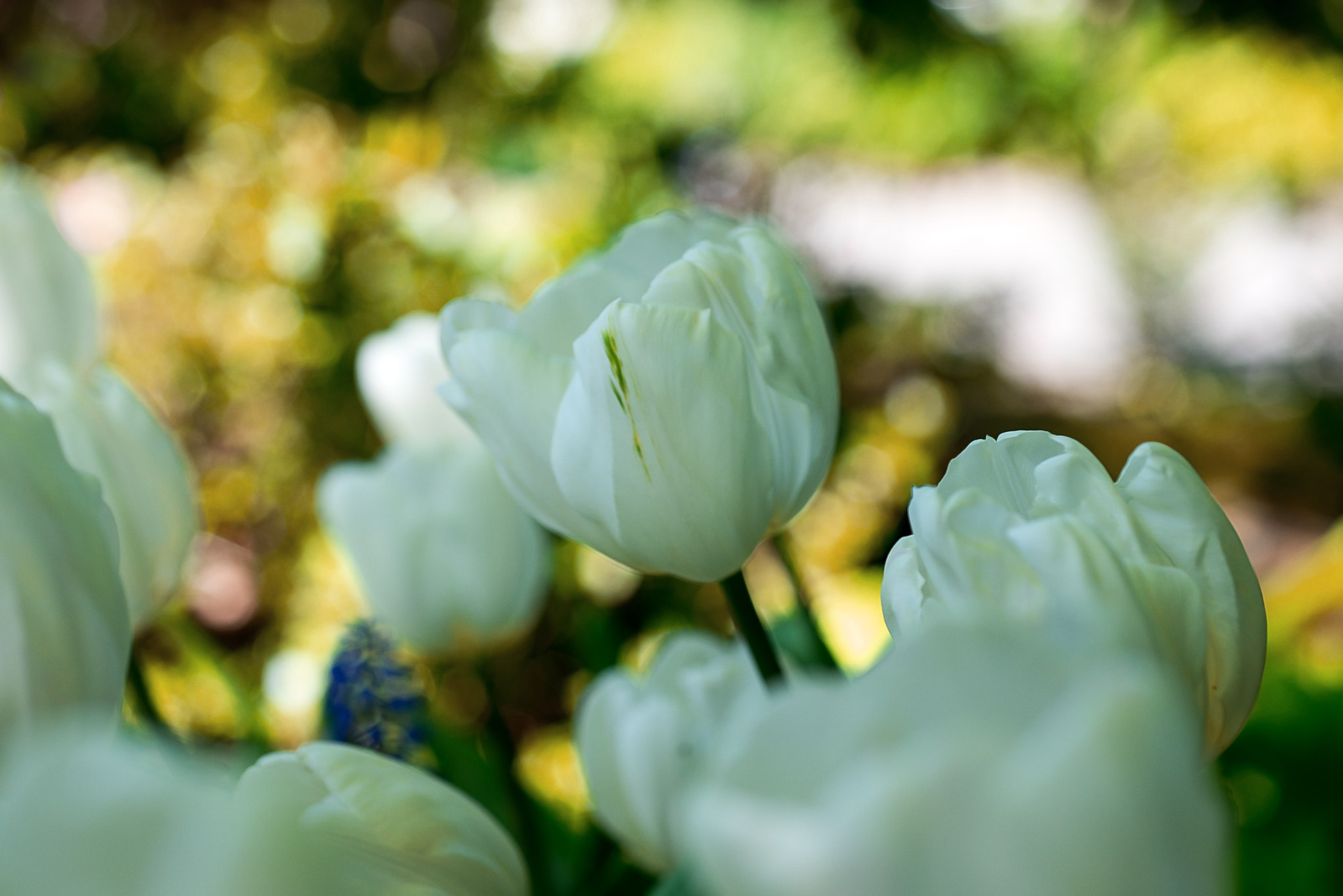 Nikon D610 + Nikon AF Micro-Nikkor 60mm F2.8D sample photo. White tulips photography
