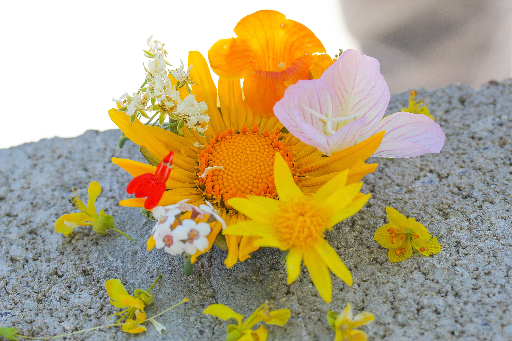 Canon EF-S 60mm F2.8 Macro USM sample photo. Mixed flowers photography