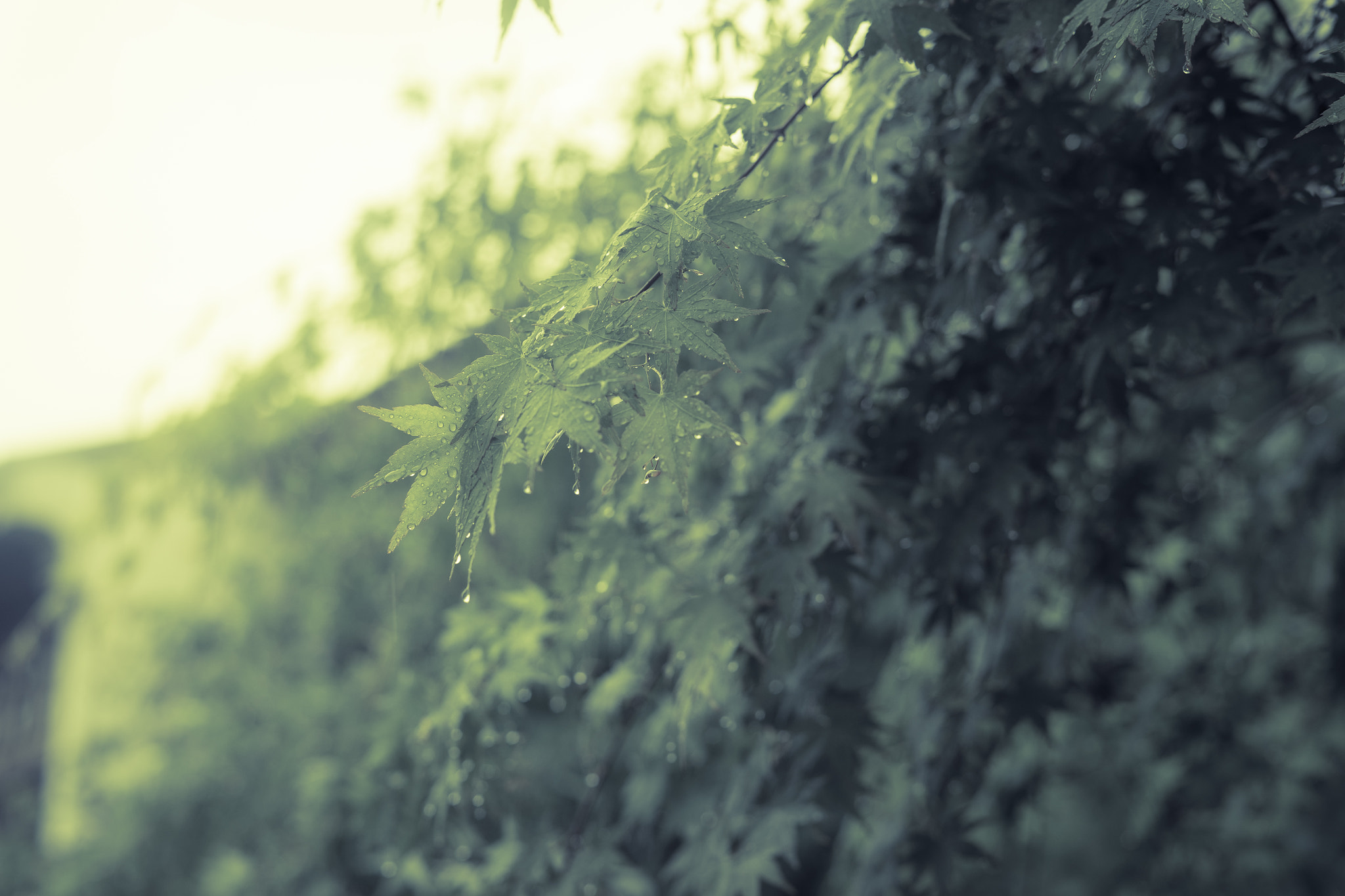 Sony a7 + Sony 50mm F1.4 sample photo. 2016041610510001.jpg photography
