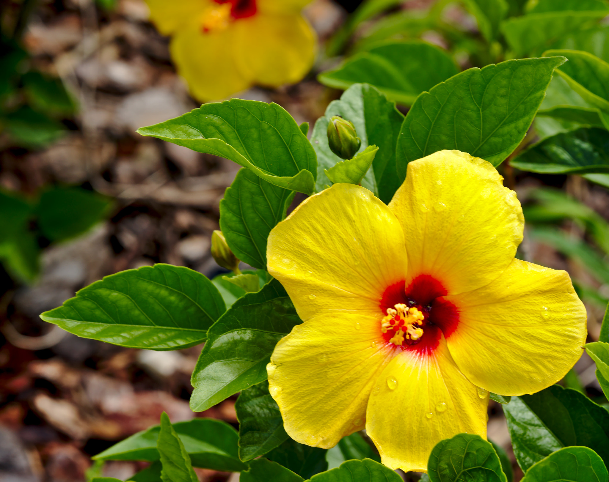 ZEISS Otus 85mm F1.4 sample photo. Yellow hibiscus after rain photography