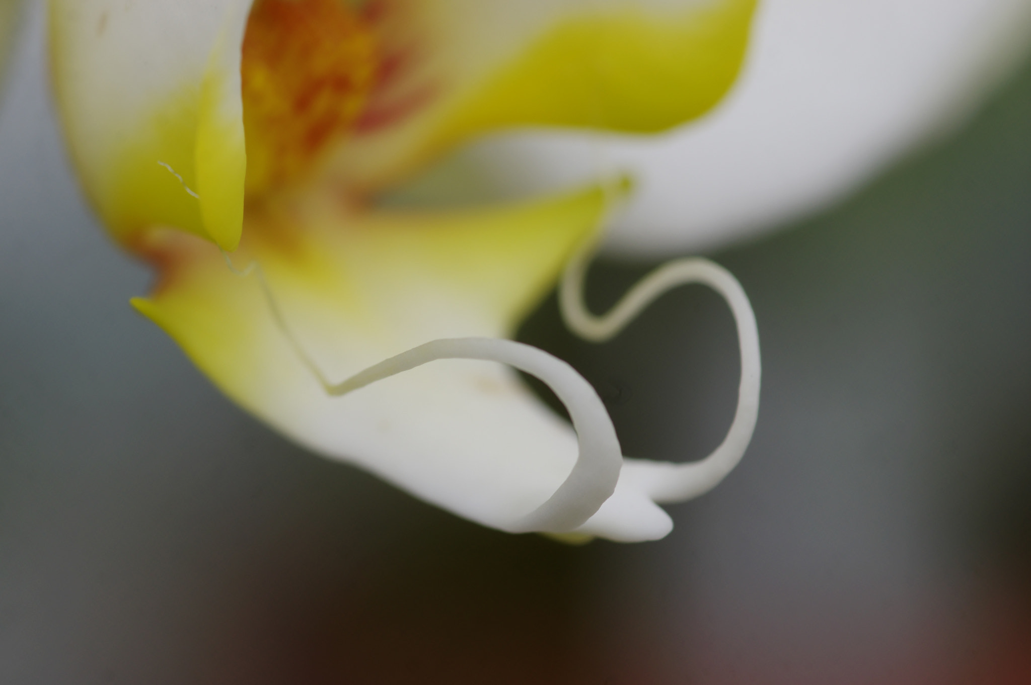 Pentax smc D-FA 100mm F2.8 Macro WR sample photo. Spaceship photography