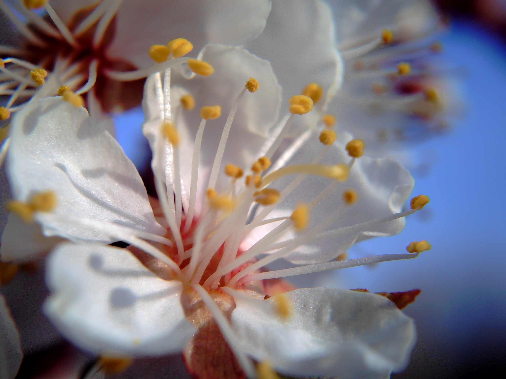 Syntek USB Camera sample photo. Spring flowers photography