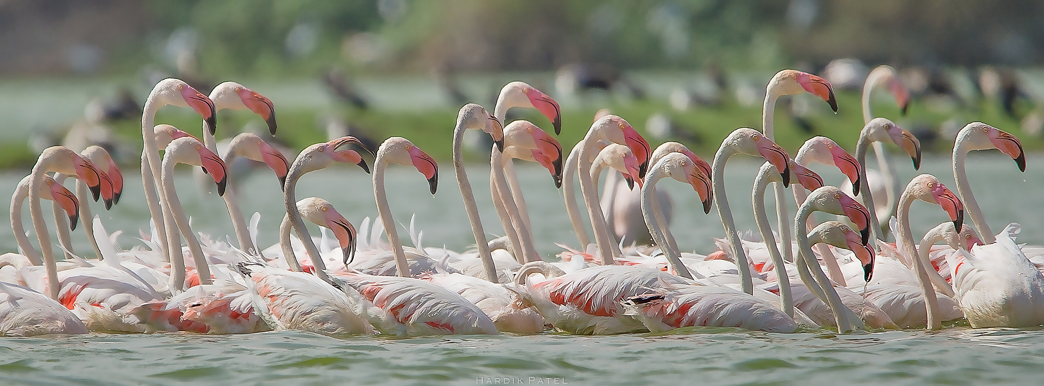 Nikon D4S sample photo. Greater flamingo photography