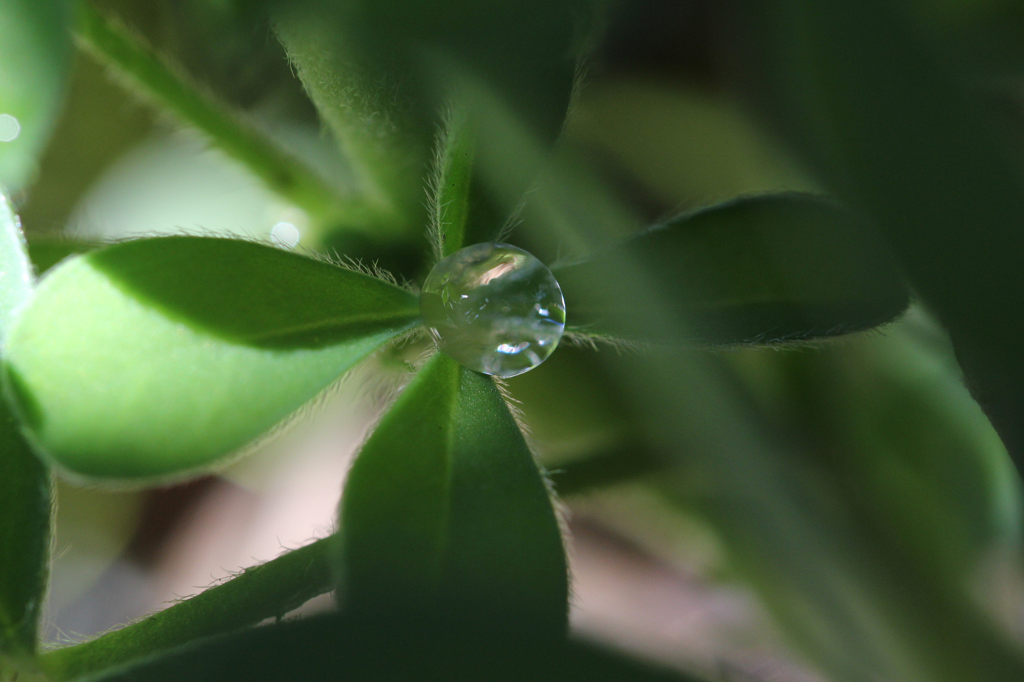 Canon EOS 550D (EOS Rebel T2i / EOS Kiss X4) sample photo. Have a diamond of my own photography