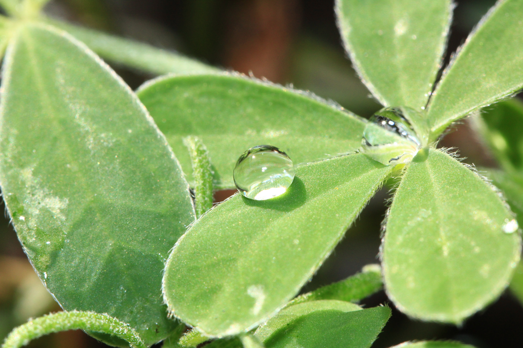 Canon EOS 550D (EOS Rebel T2i / EOS Kiss X4) sample photo. Rain drops photography