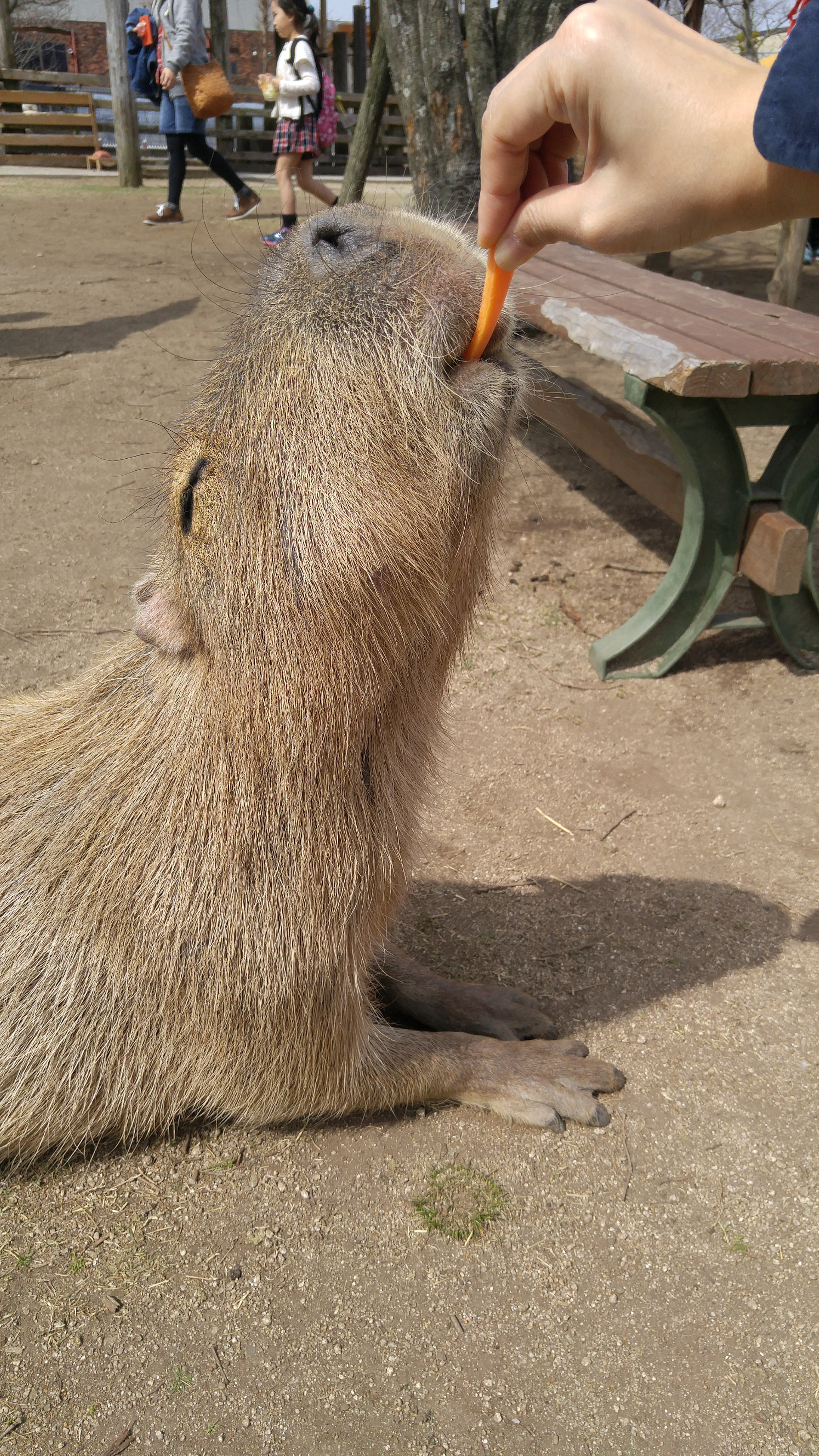 LG H818N sample photo. Capybara photography