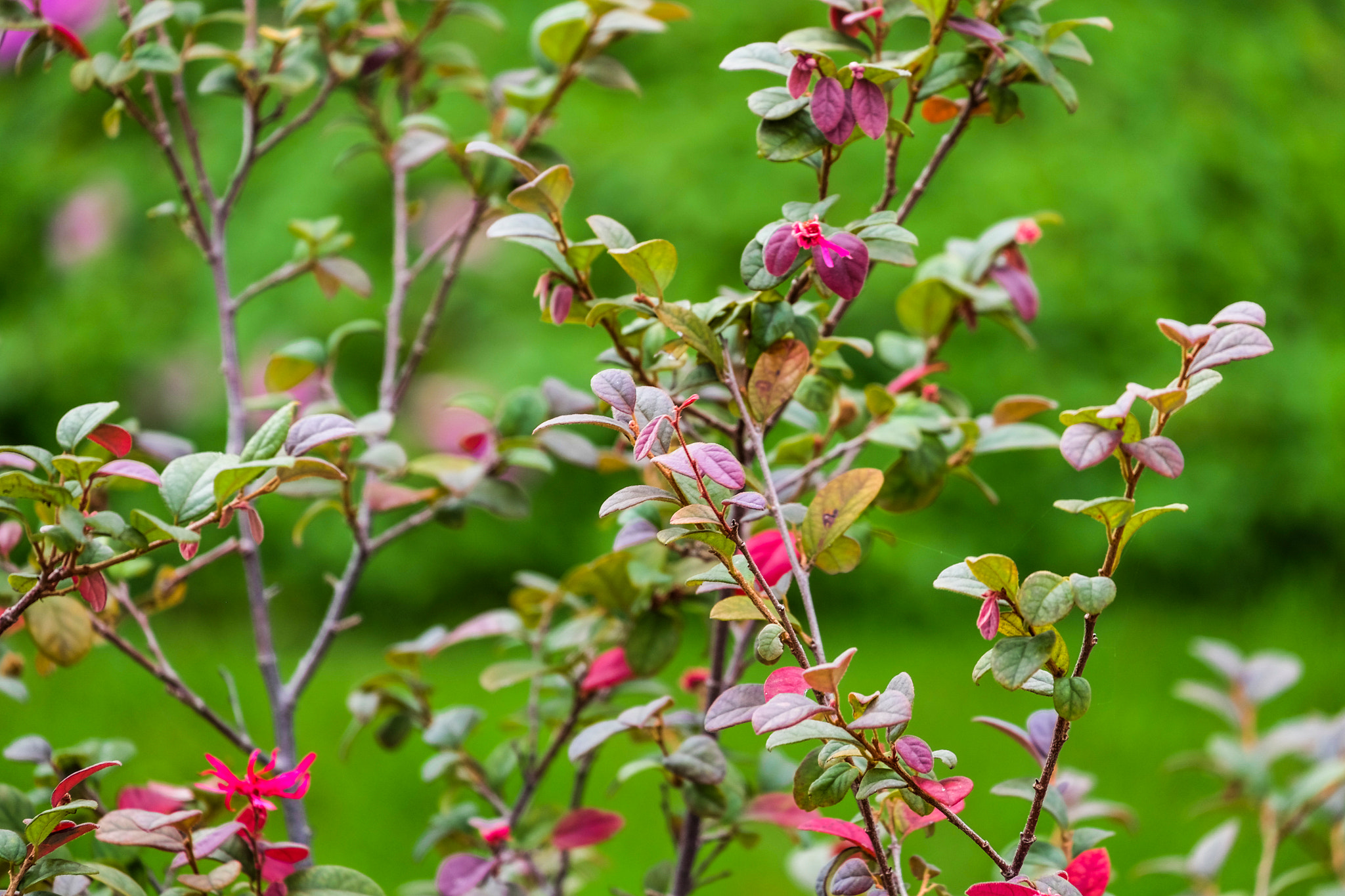 Fujifilm X-M1 + Fujifilm XC 50-230mm F4.5-6.7 OIS II sample photo. Colorful leaves photography