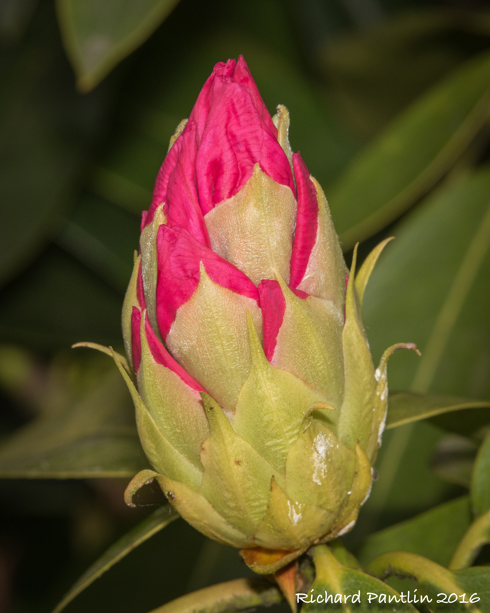 Nikon D750 + Nikon AF Micro-Nikkor 200mm F4D ED-IF sample photo. _rjp8364-123.jpg photography