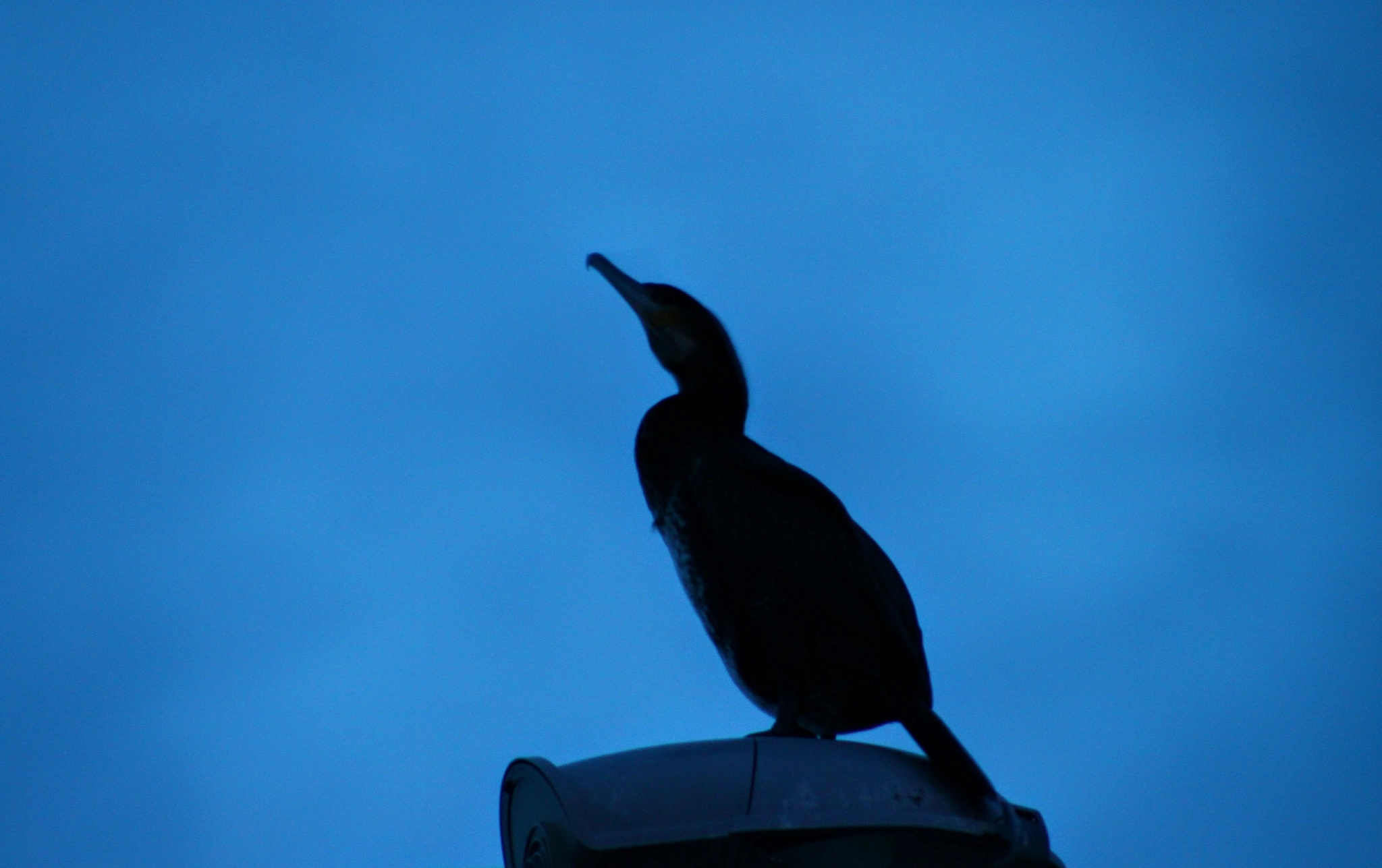 Canon EOS 500D (EOS Rebel T1i / EOS Kiss X3) + Canon EF 50mm f/1.8 sample photo. Cormorant bird photography