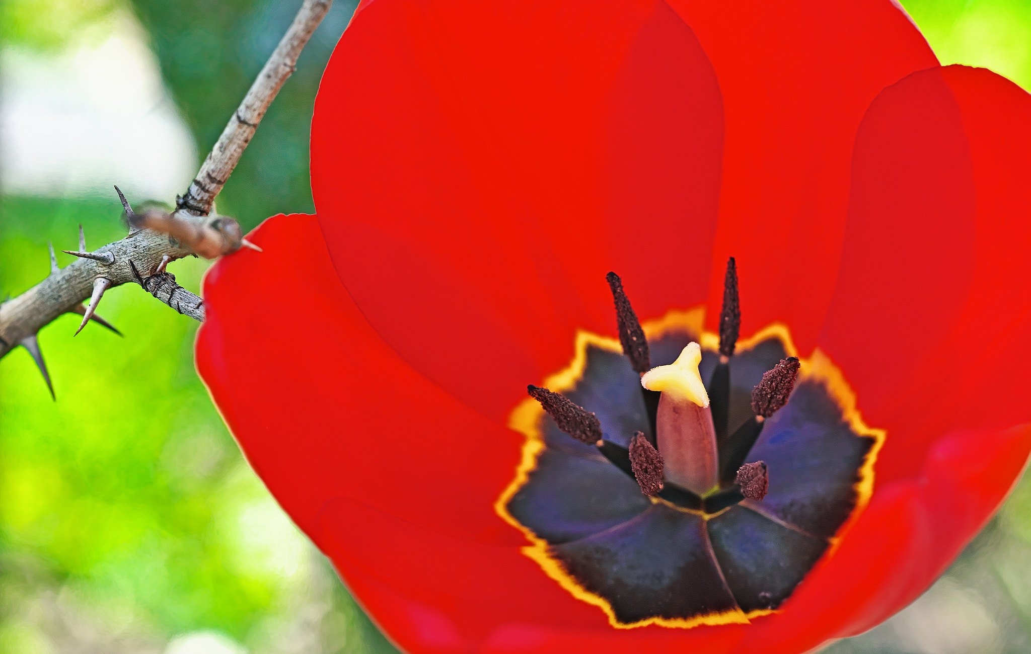 Nikon D800E sample photo. Heart of tulip photography