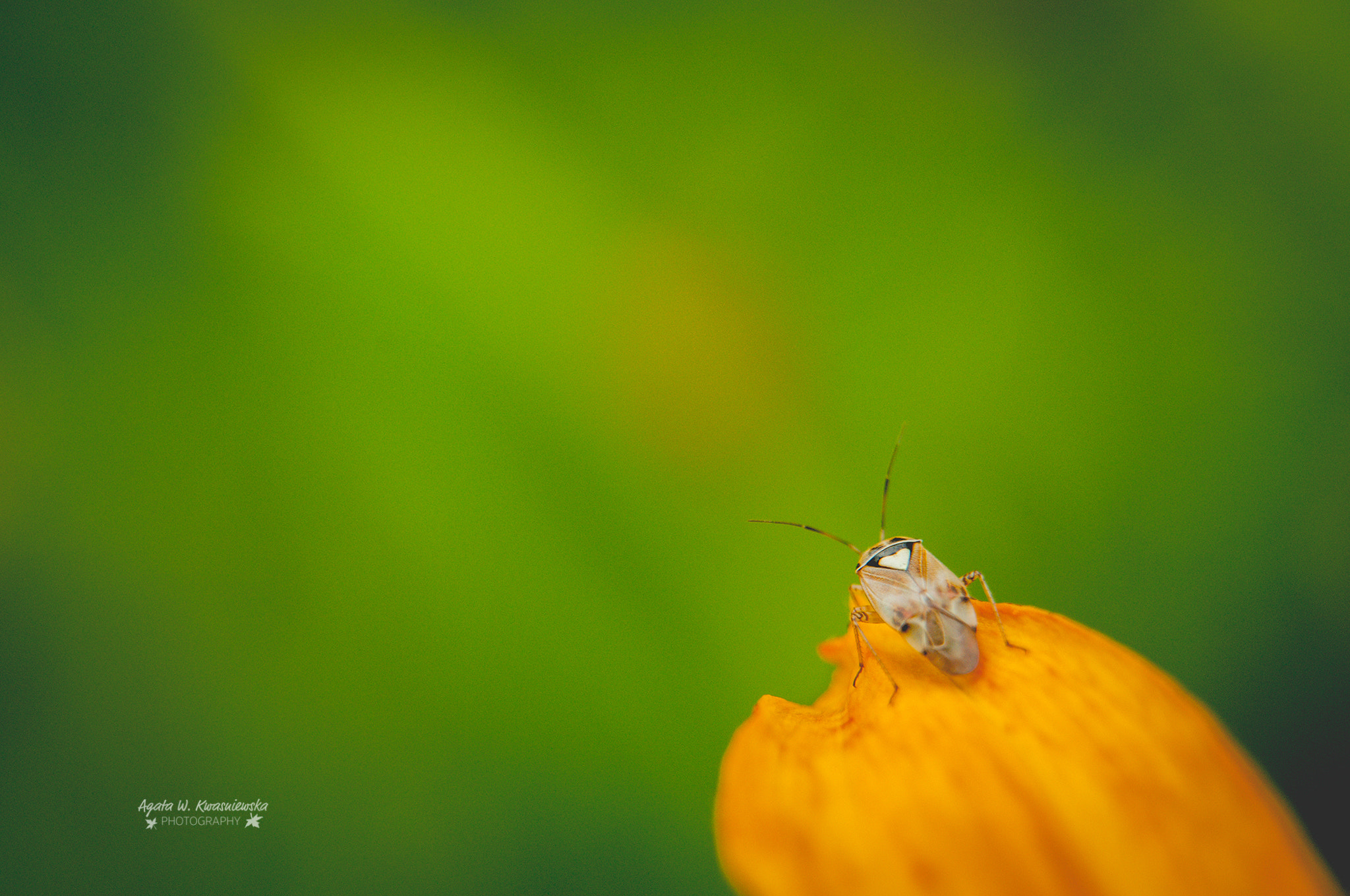 Sigma 24-70mm F2.8 EX DG HSM sample photo. A bug on a petal photography