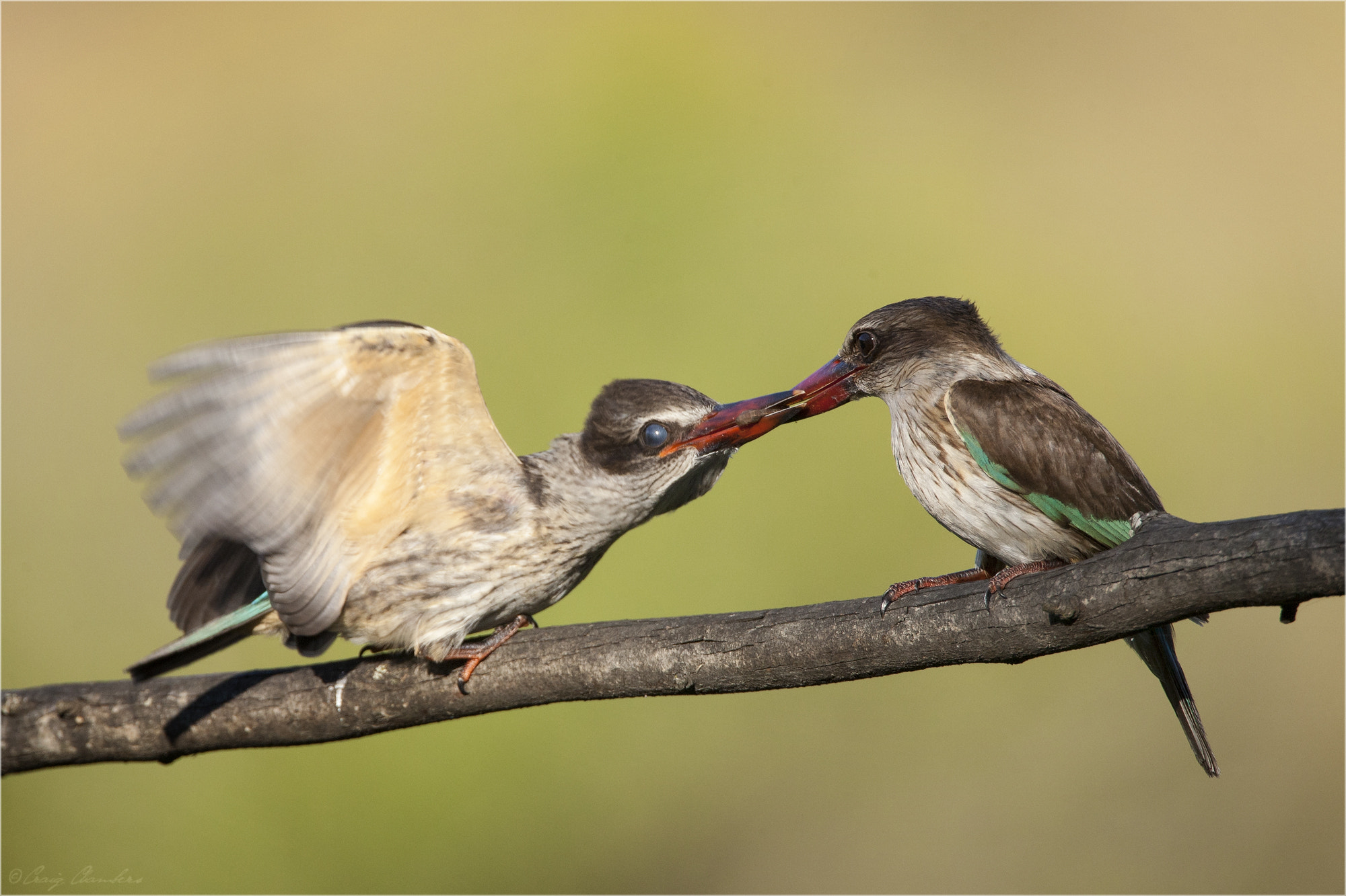Canon EF 500mm F4L IS USM sample photo. Lunch time.jpg photography