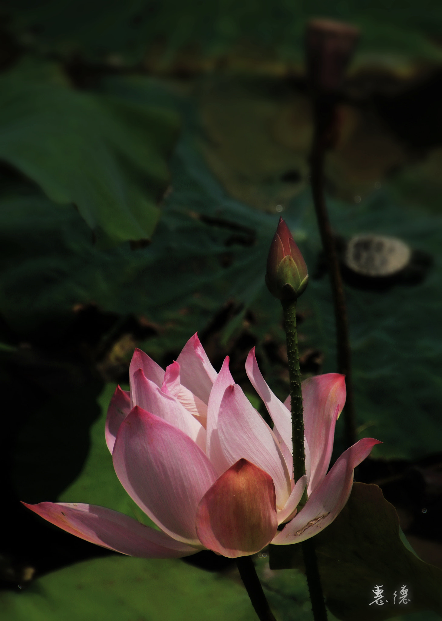 Canon EOS 760D (EOS Rebel T6s / EOS 8000D) sample photo. Img_0454.jpg photography