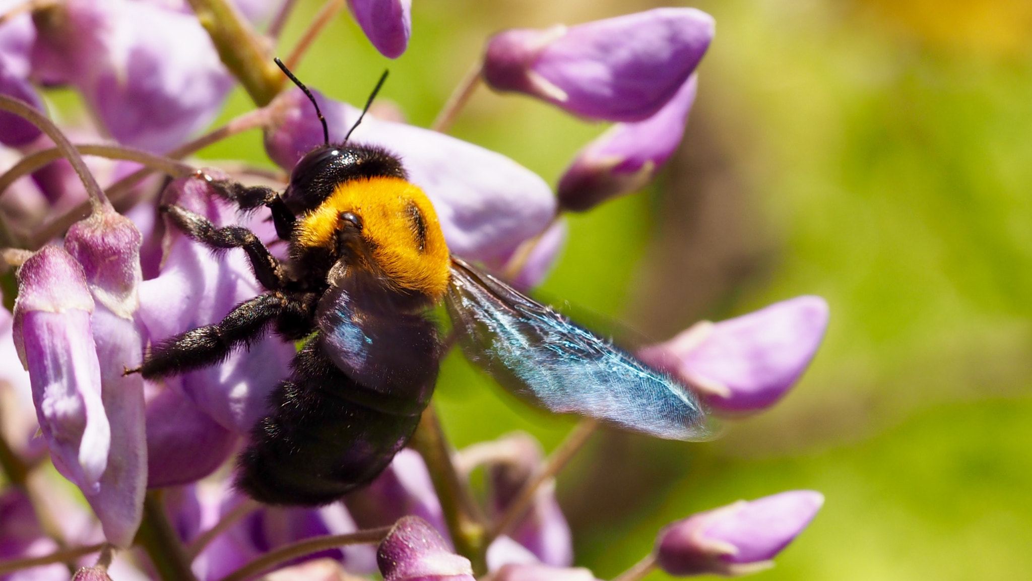 Olympus PEN E-PL7 sample photo. Wisteria and a carpenter bee photography