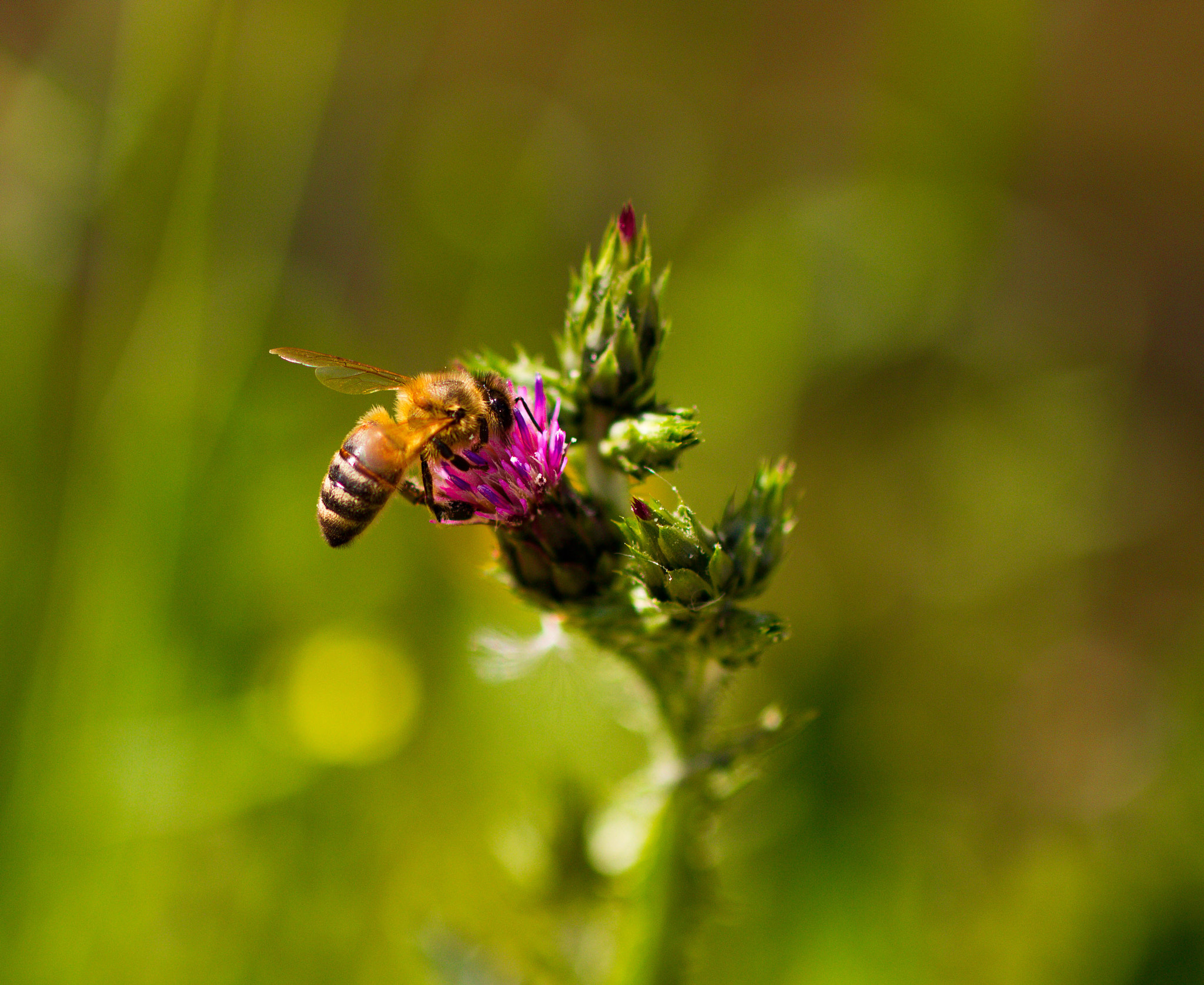 Sigma 50mm F1.4 EX DG HSM sample photo. Bee photography
