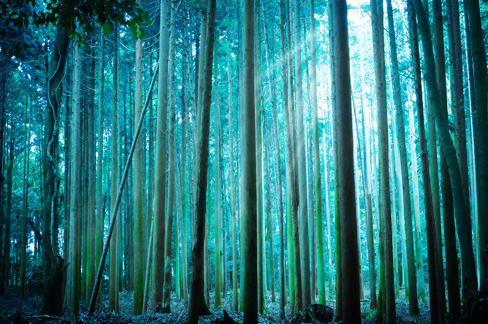 Pentax K-x + Pentax smc DA 35mm F2.4 AL sample photo. Trees photography